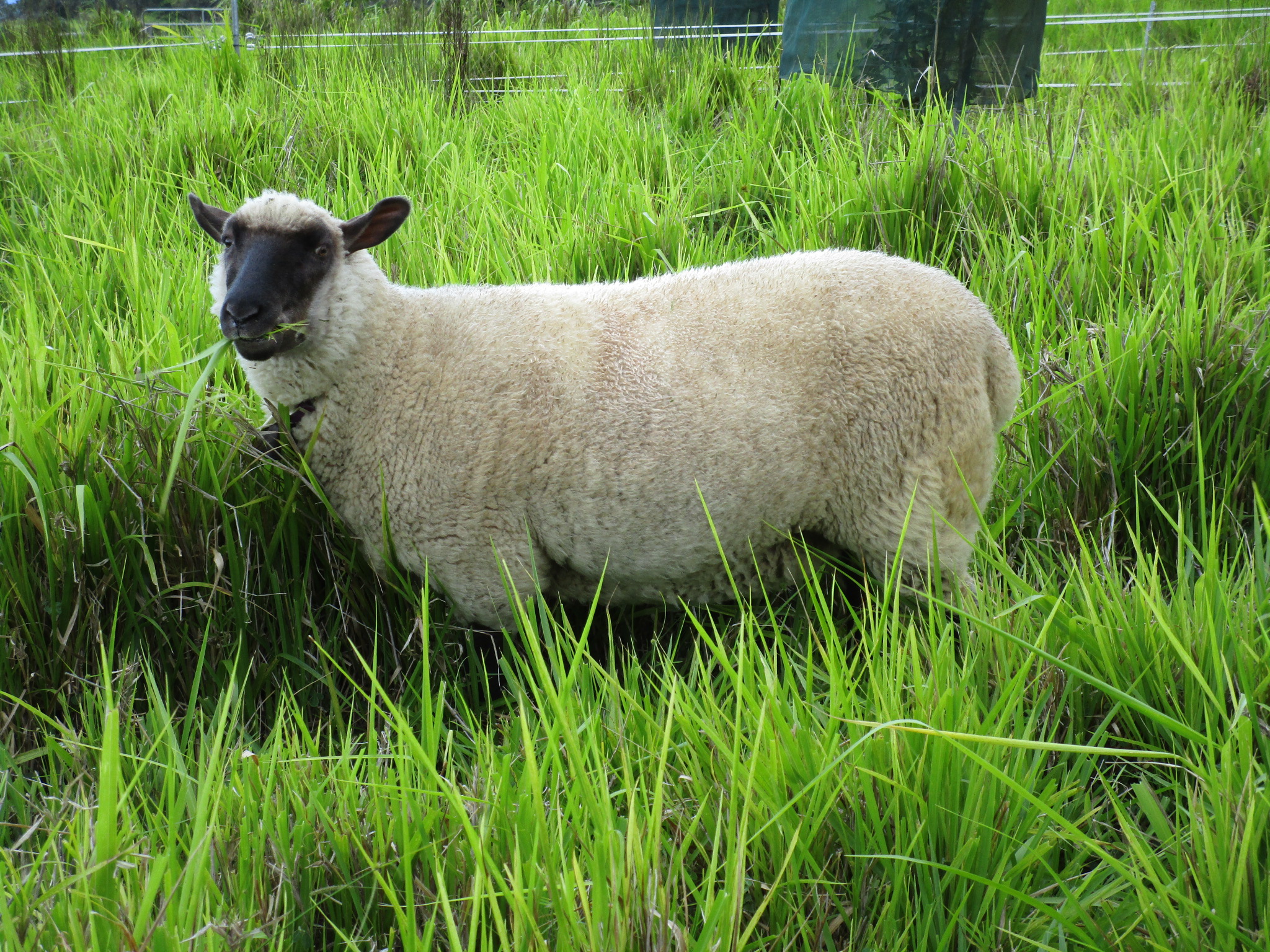 Clara as a long yearling