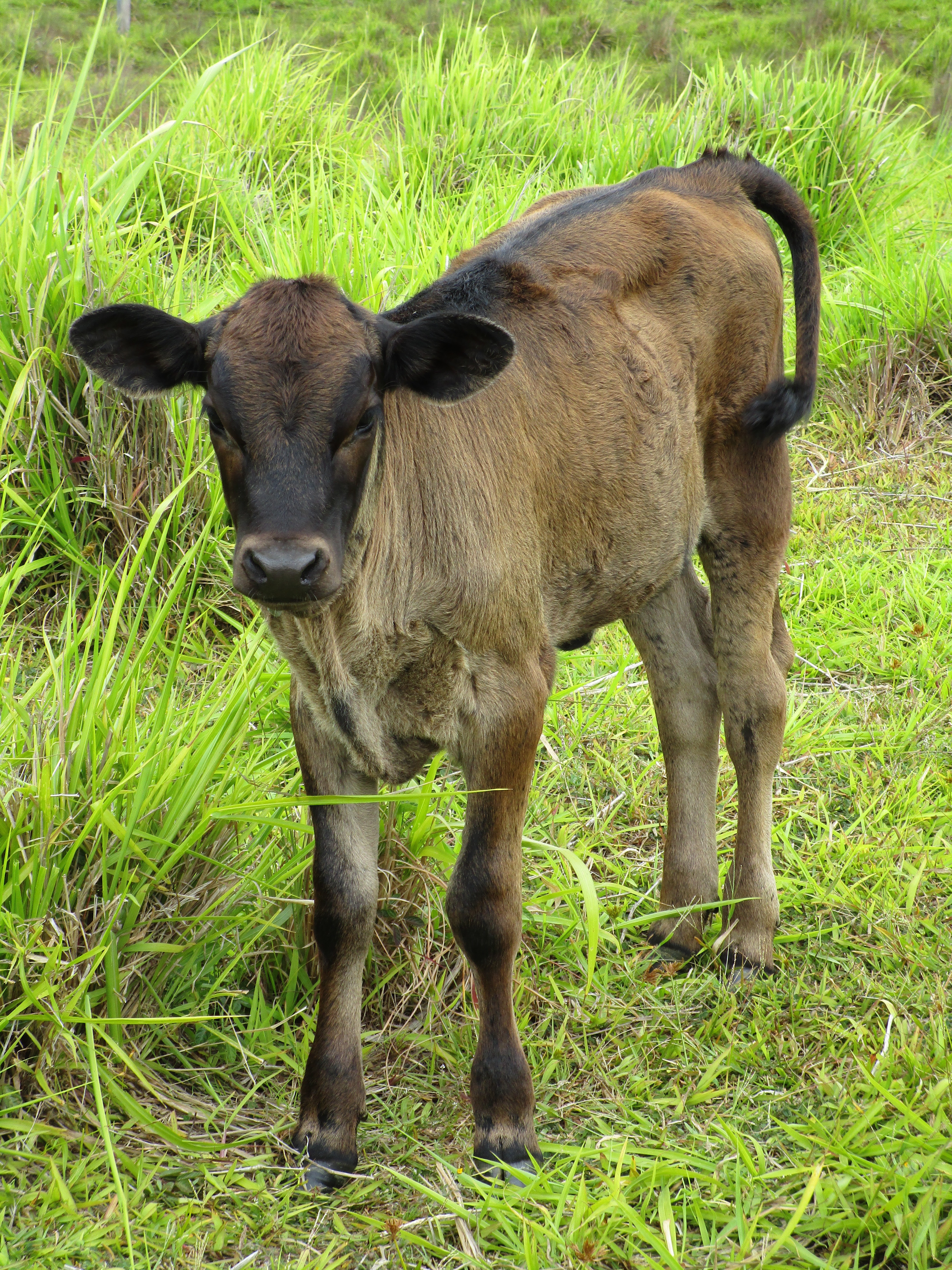 calf