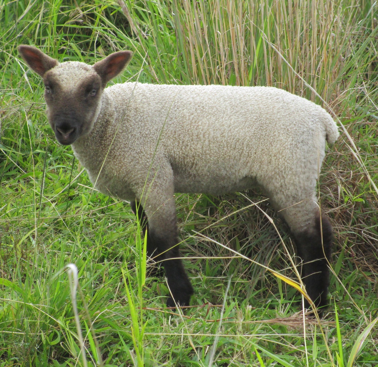 Blondie's Ewe