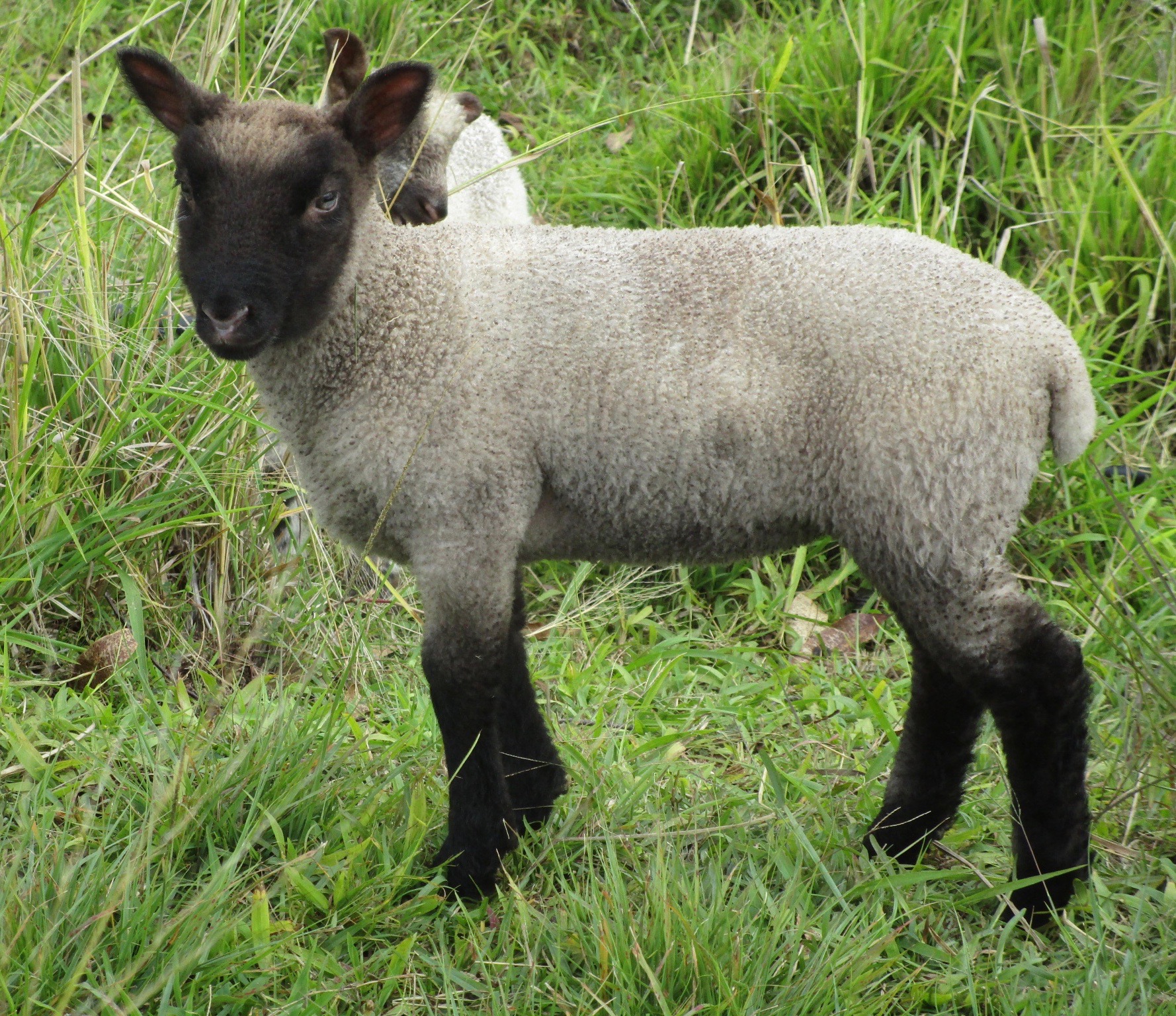 Fuchsia Ewe#1