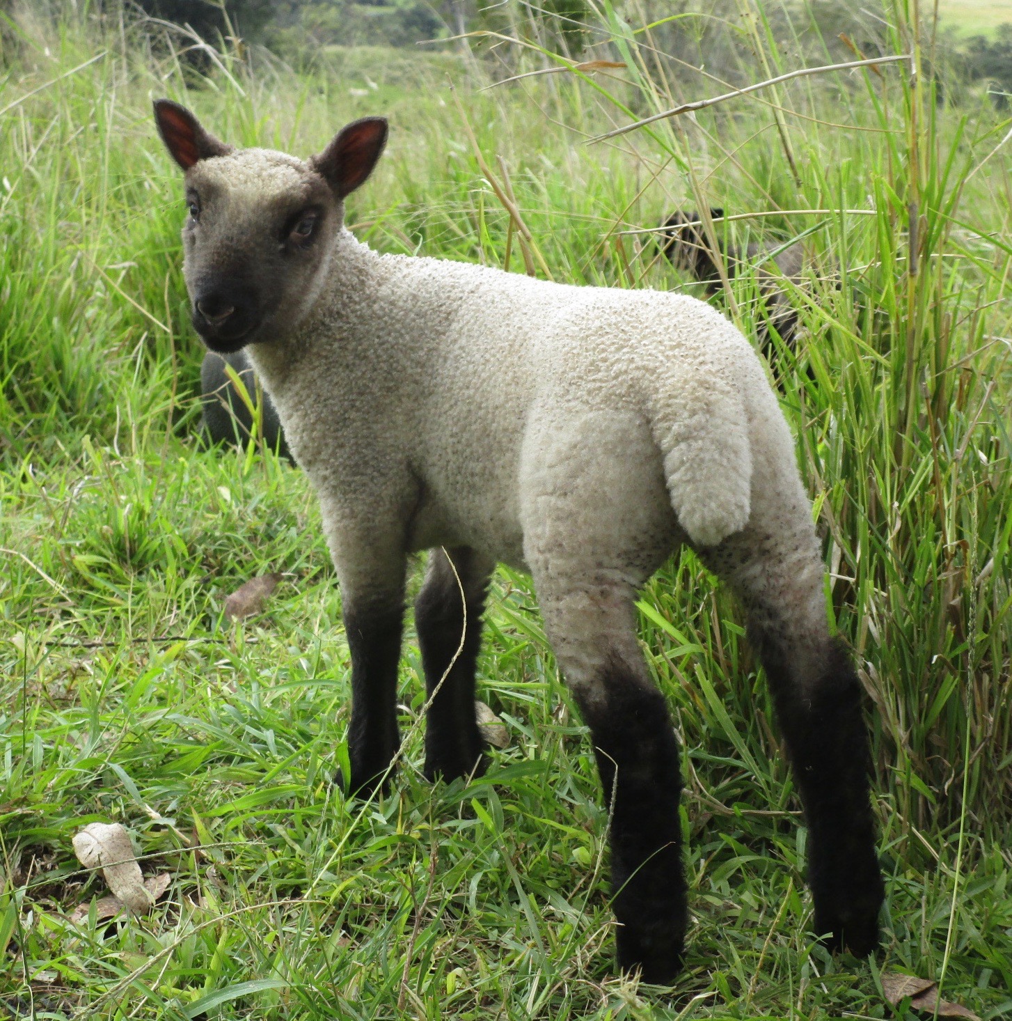 Fuchsia Ewe#2