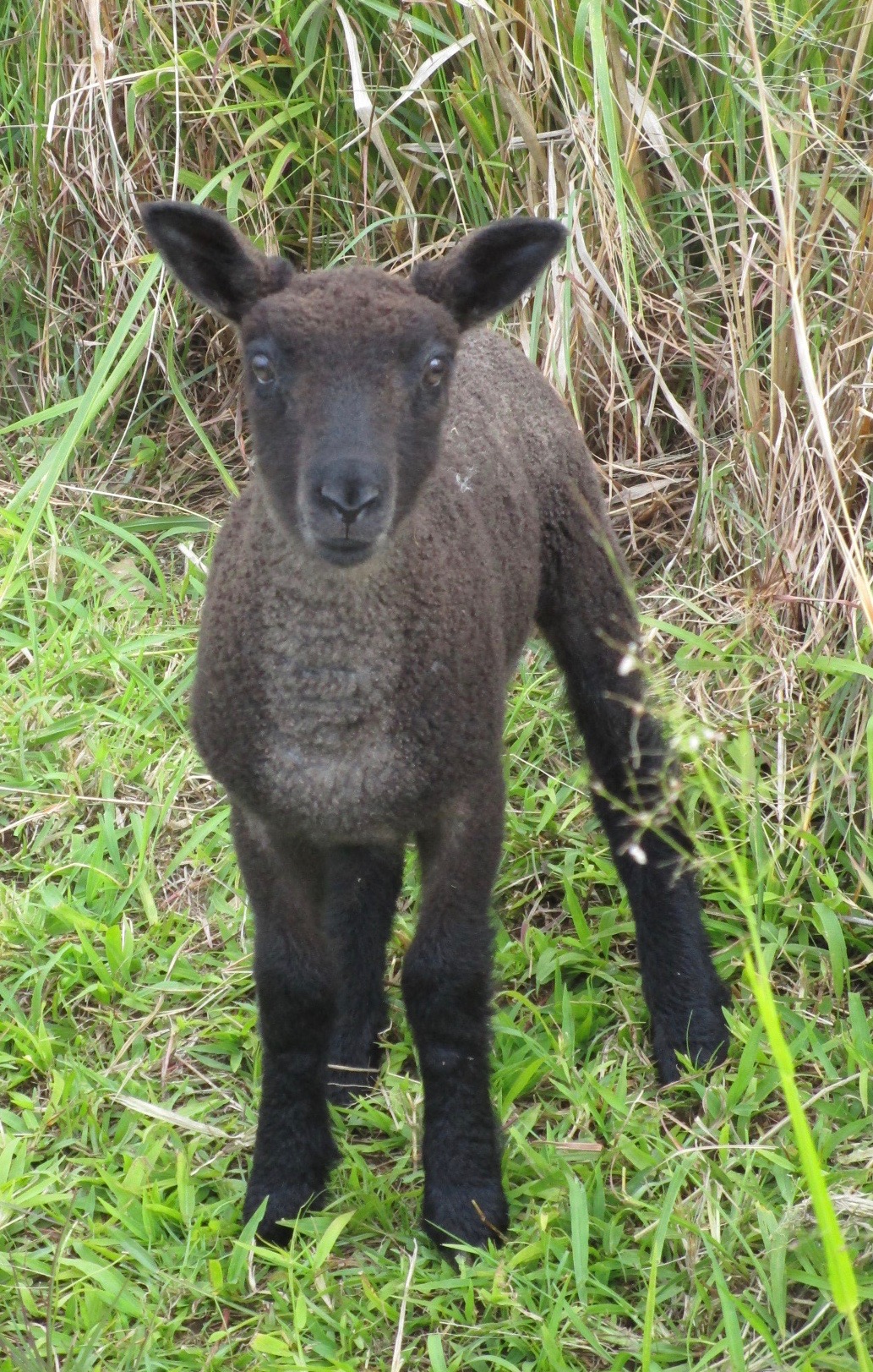 Lacy Ewe#1