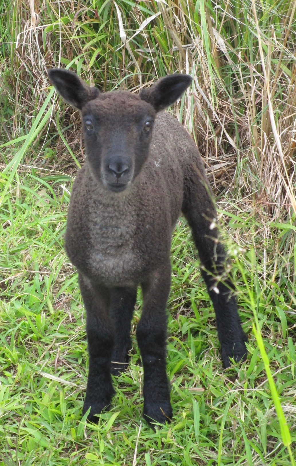 Lacy Ewe#1