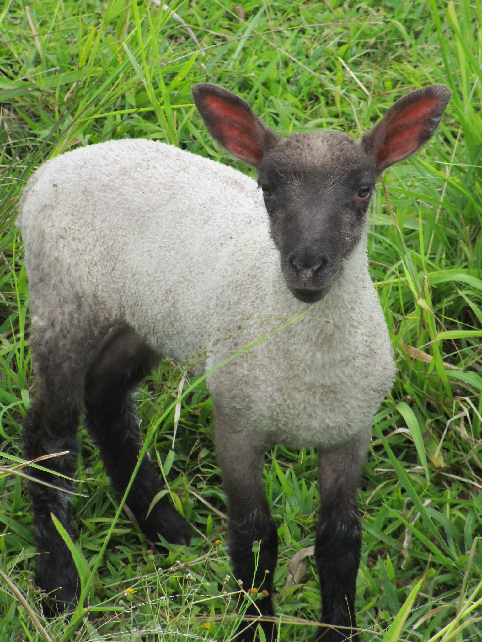 Ewe lamb