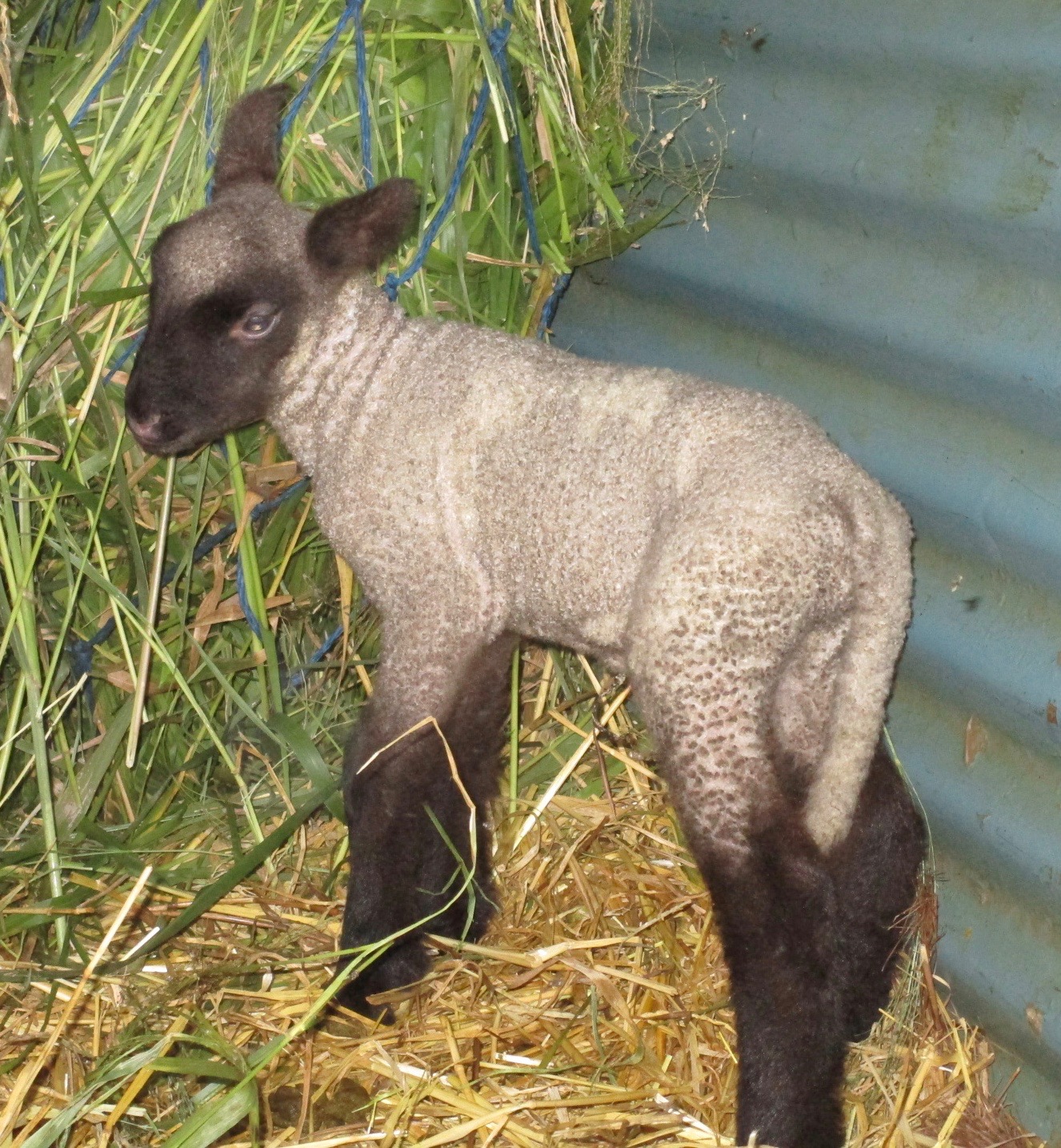Ewe lamb at 2 days old