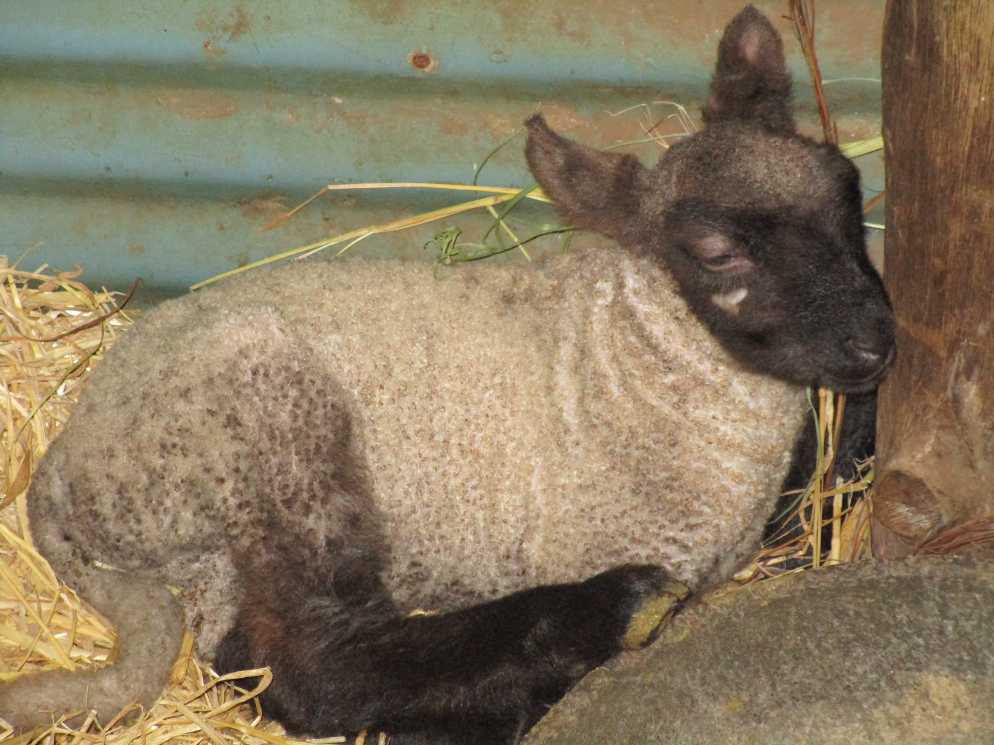 Ram lamb at 2 days old