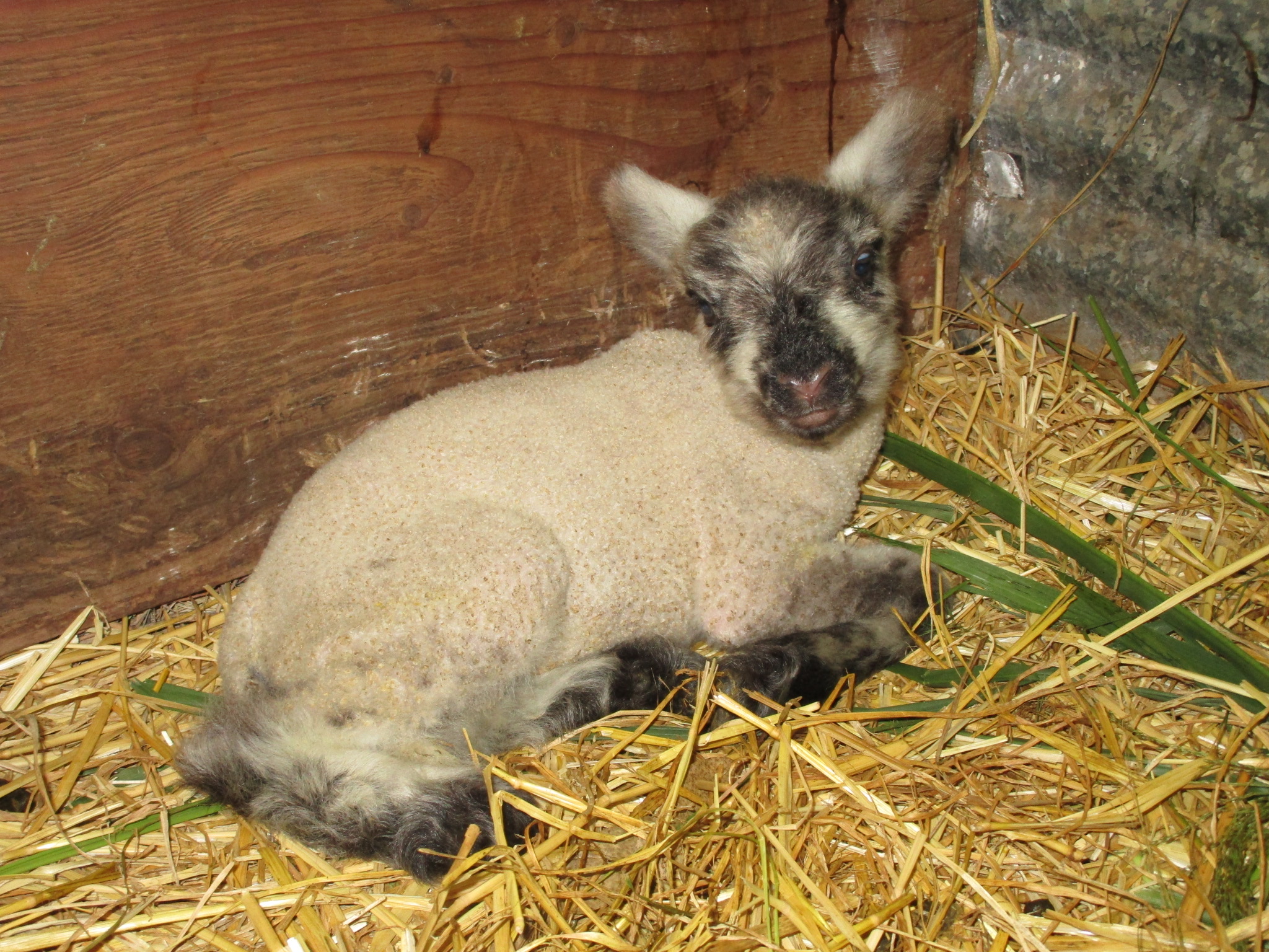 1st born ram lamb @ 5 days old