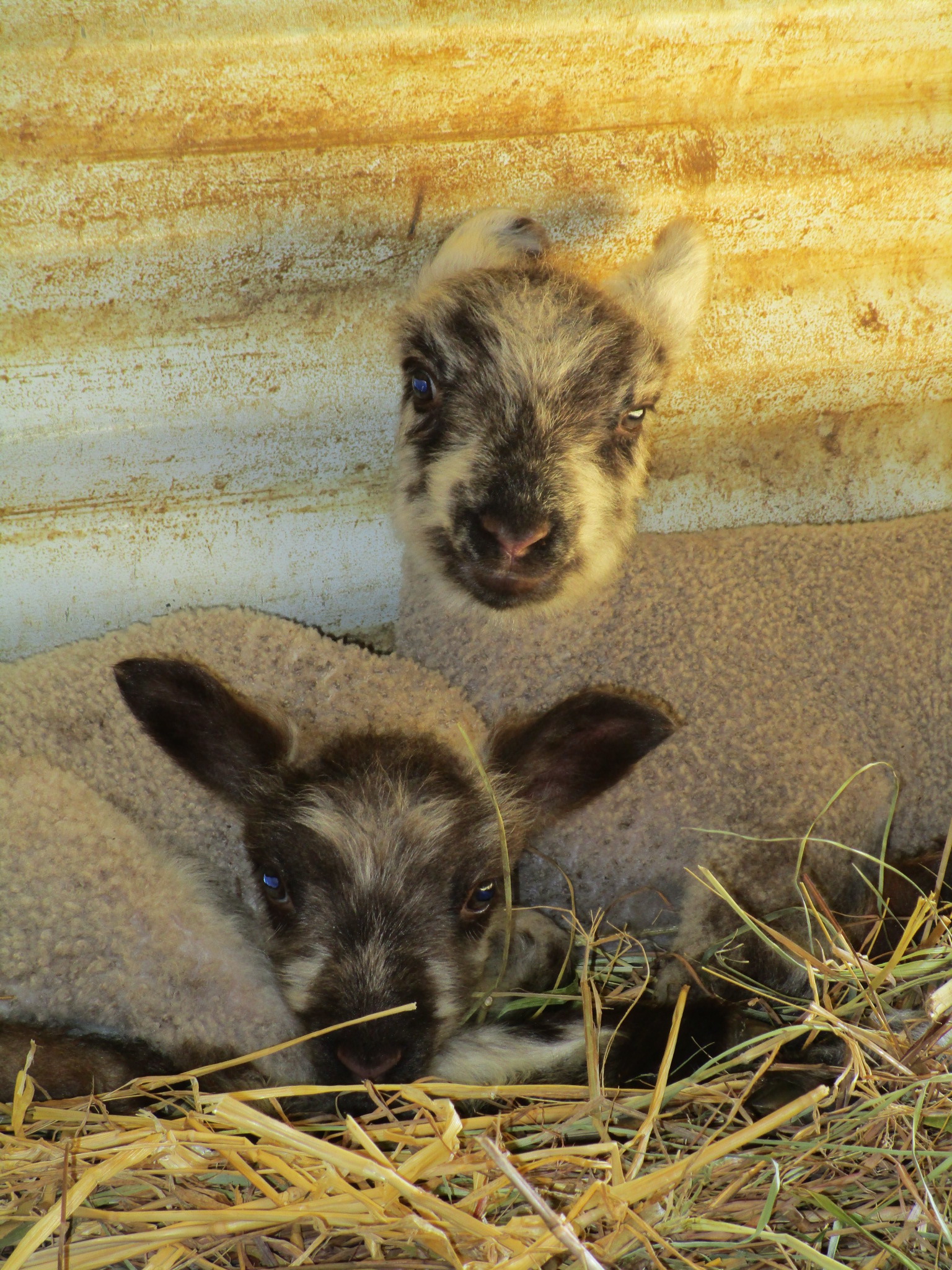 Clara's twins at 2 weeks old