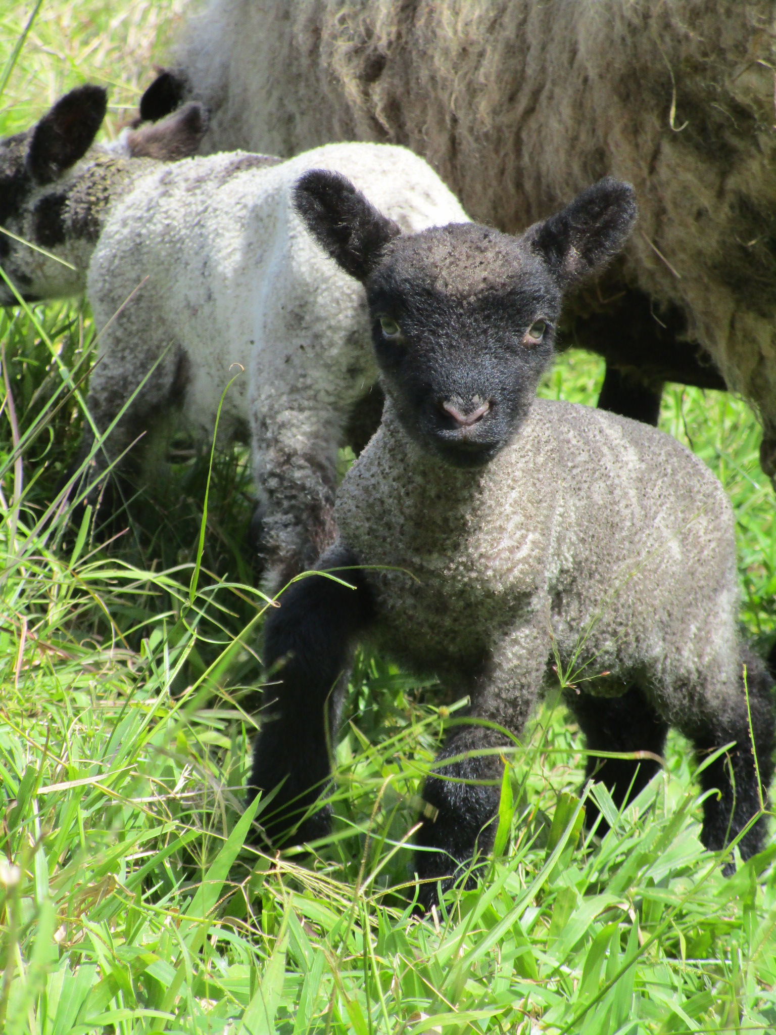 2nd born ram lamb