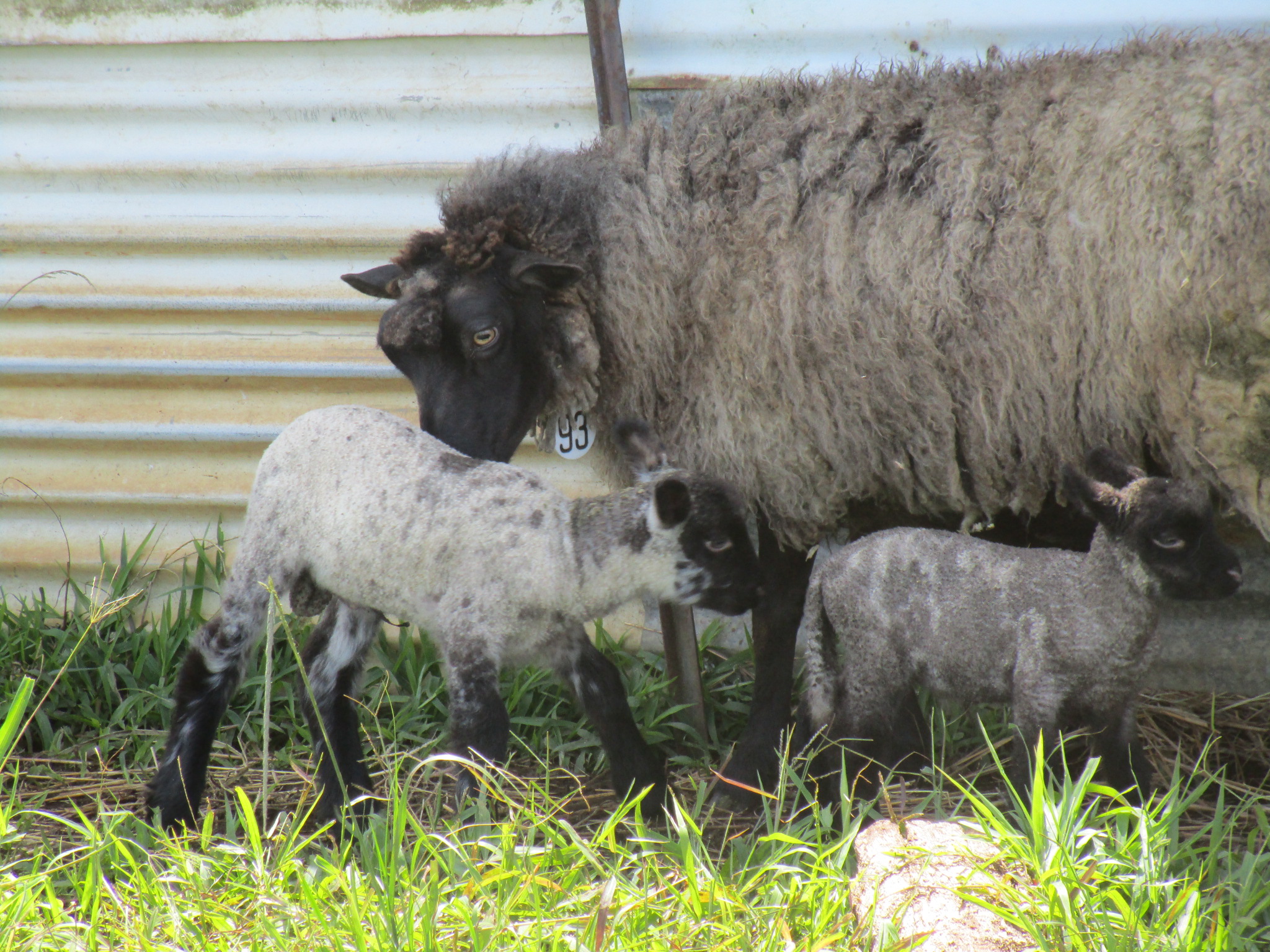 Flora and her twins