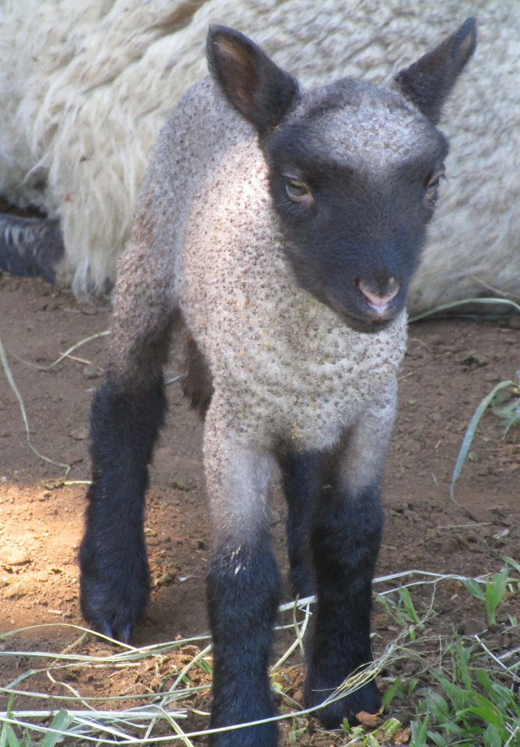Ewe lamb#2