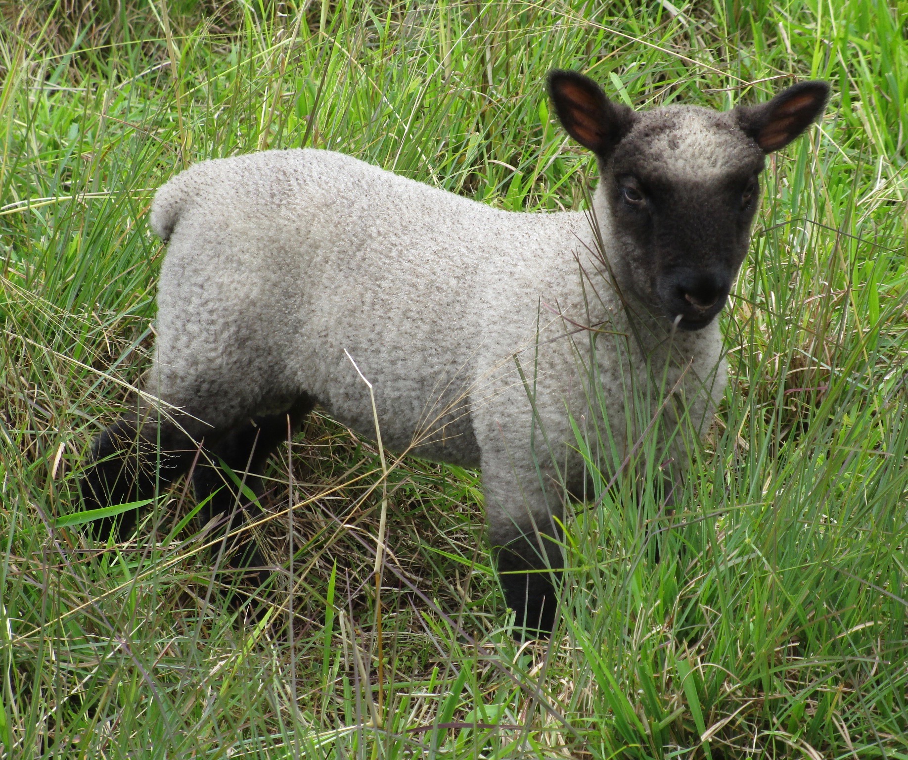 Ram lamb at 4 weeks old