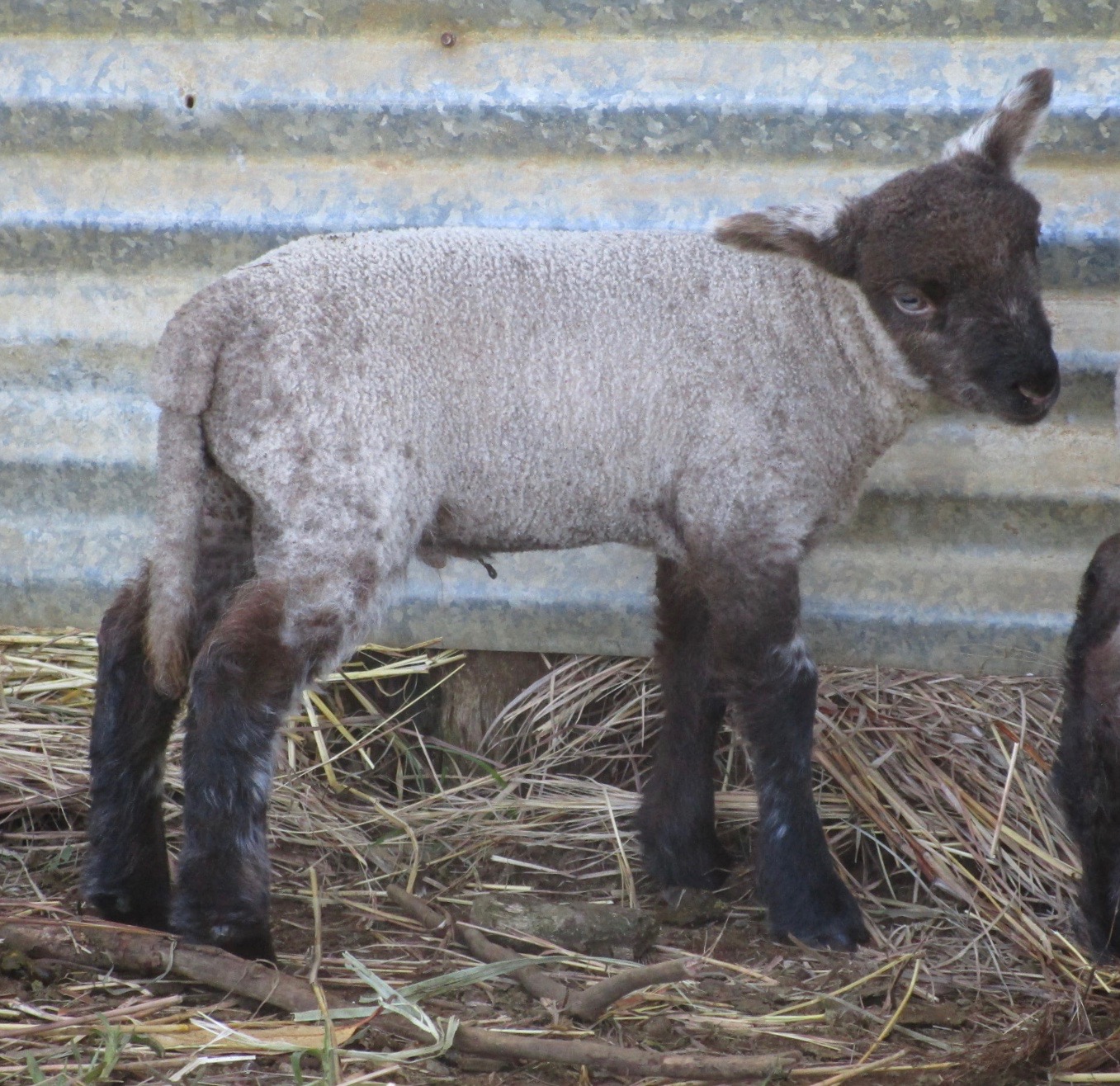 Ram#2 at 11 days old