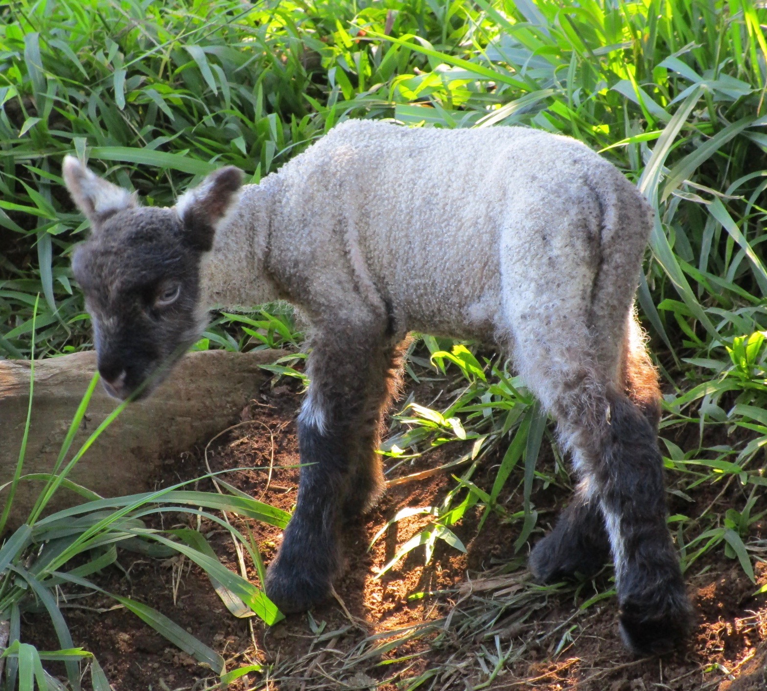 Ram lamb#2 at 2 days old