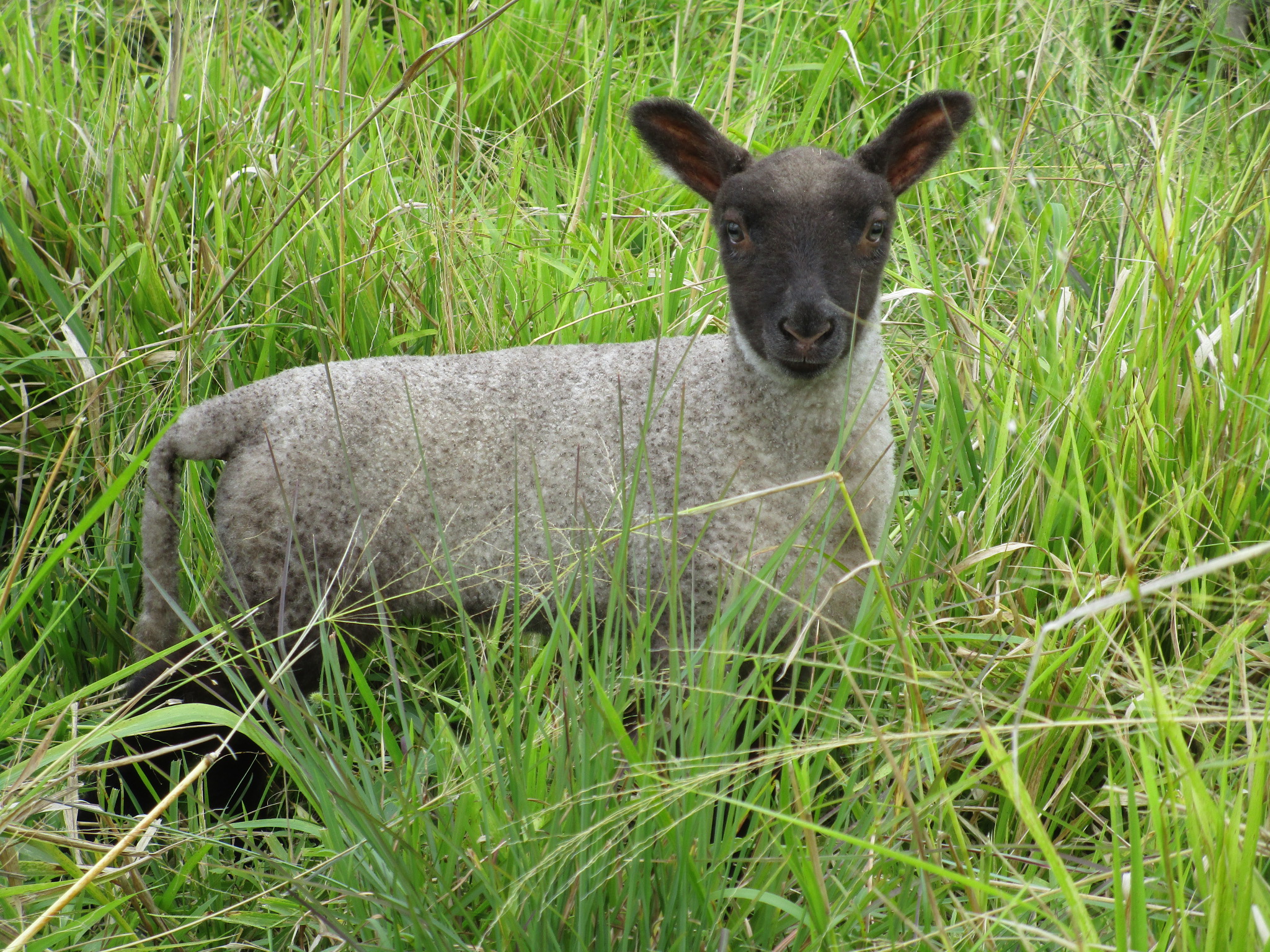 1st born ewe at 16 days old