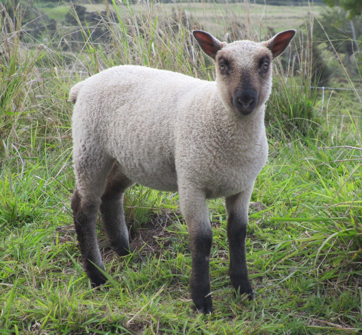 Blondie's Ewe Blondie's Ewe