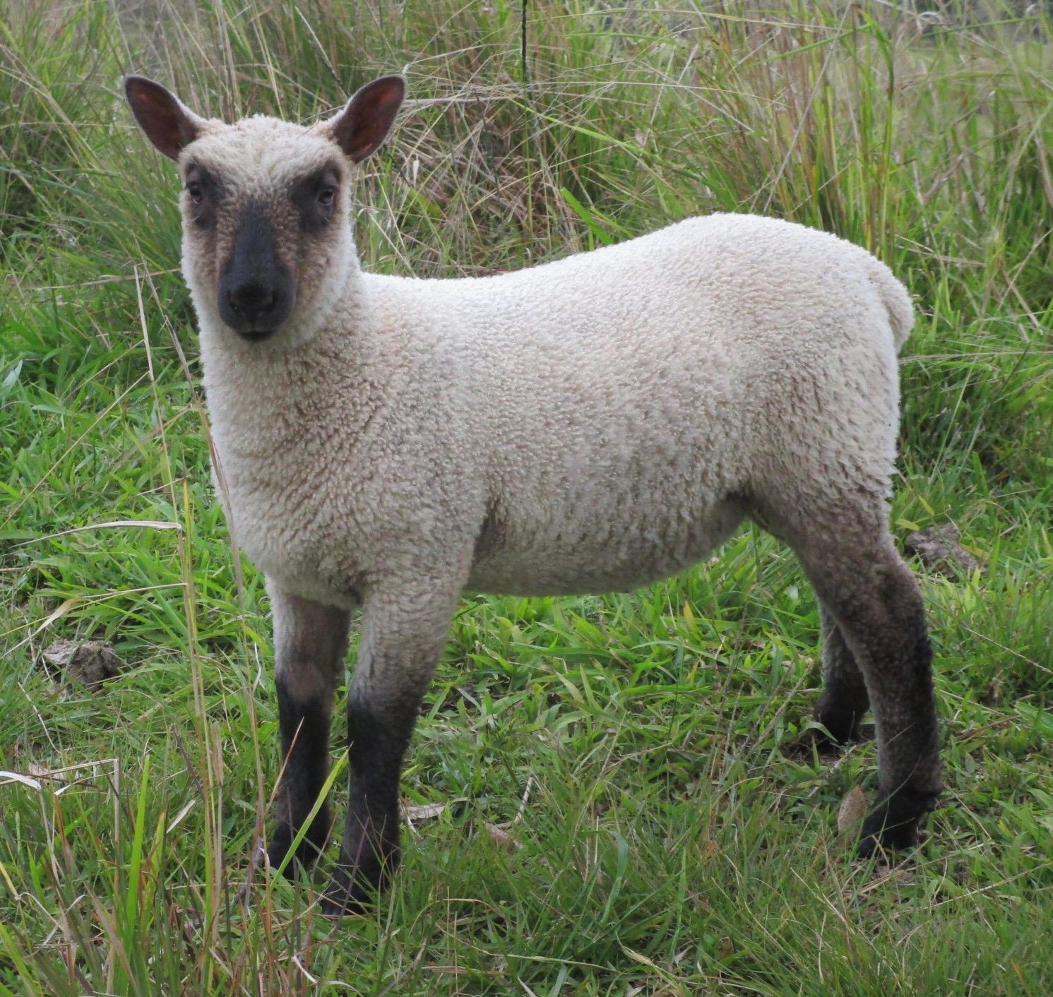 Ram Lamb