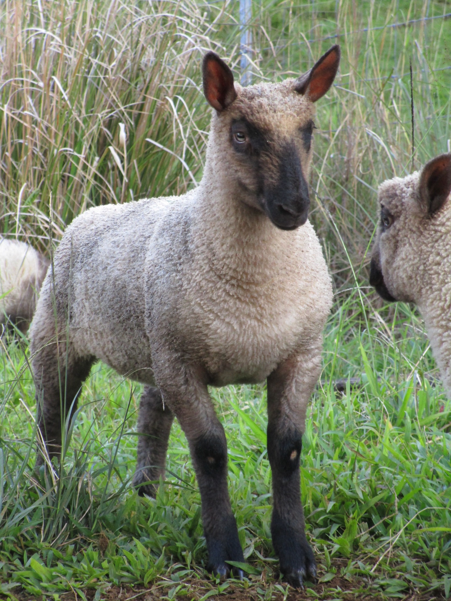 Filleta's Ewe Filleta's Ewe