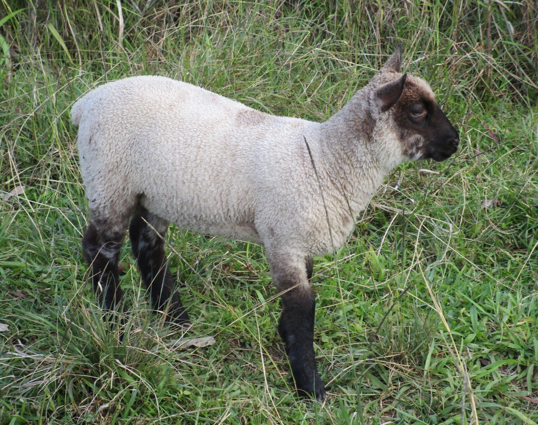 Flora Ram#1 Flora Ram#1