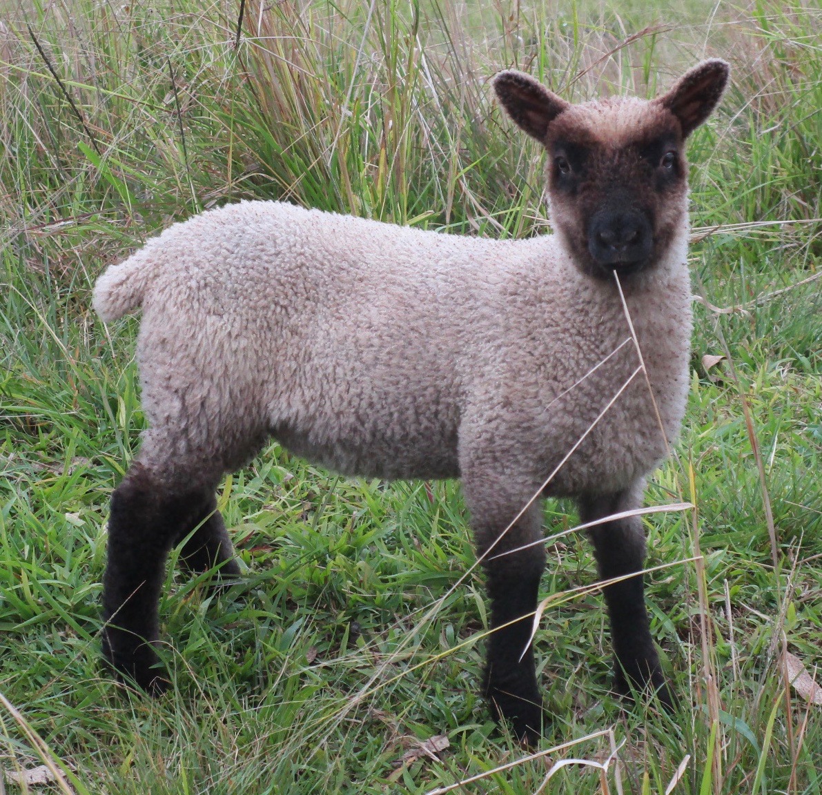 Flora Ram#2 Flora Ram#2