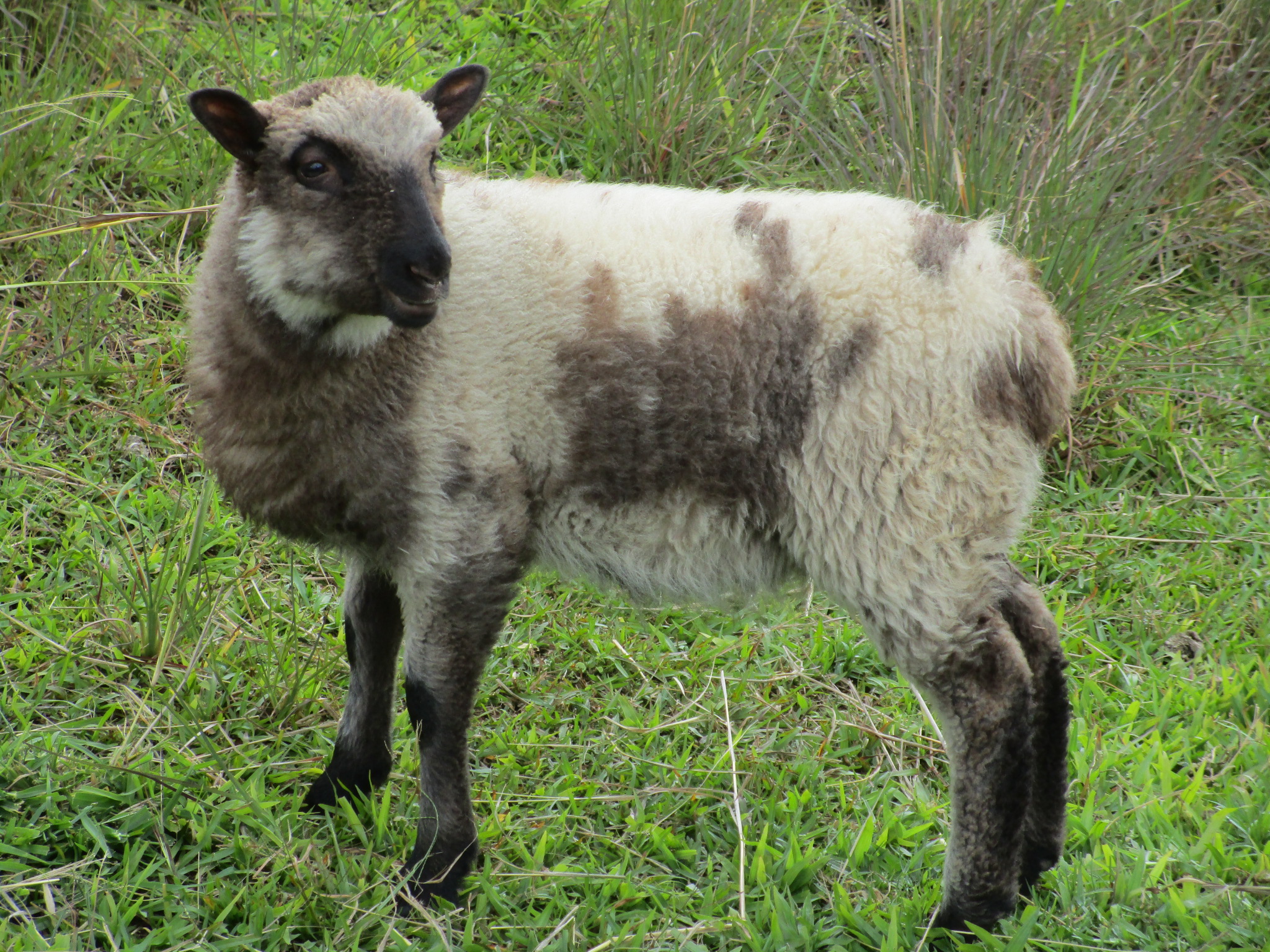 June's ewe June's ewe