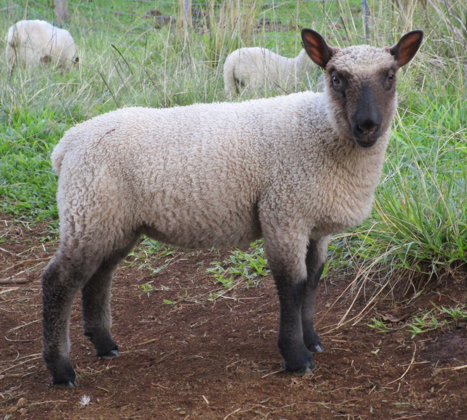 June's Ram June's Ram