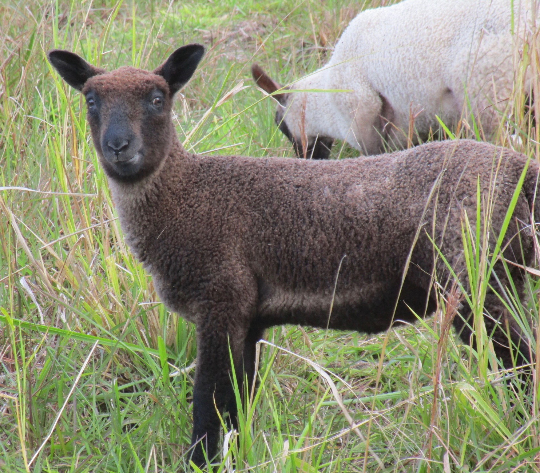 Lacy Ewe#1 Lacy Ewe#1