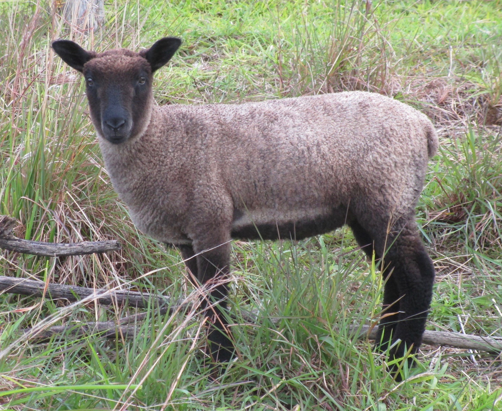 Lacy Ewe#2 Lacy Ewe#2