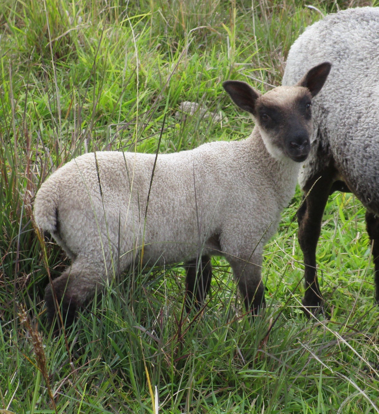 Latte's Ram#1 Latte's Ram#1