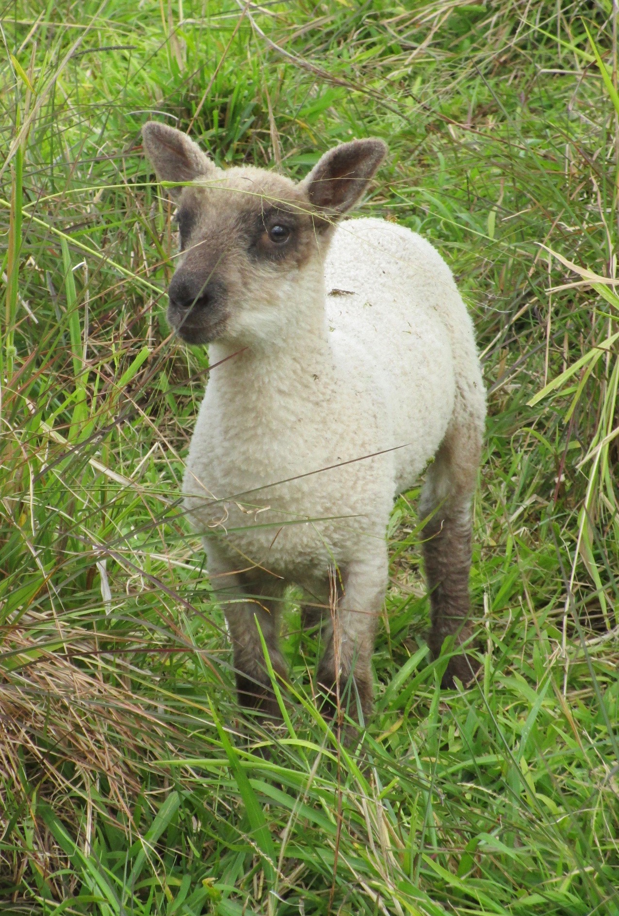 Latte Ram#2 Latte's Ram#2