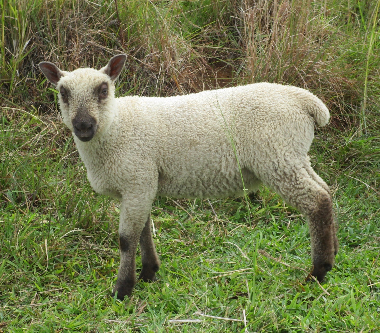 Princess Ram#1 Princess Ram#1