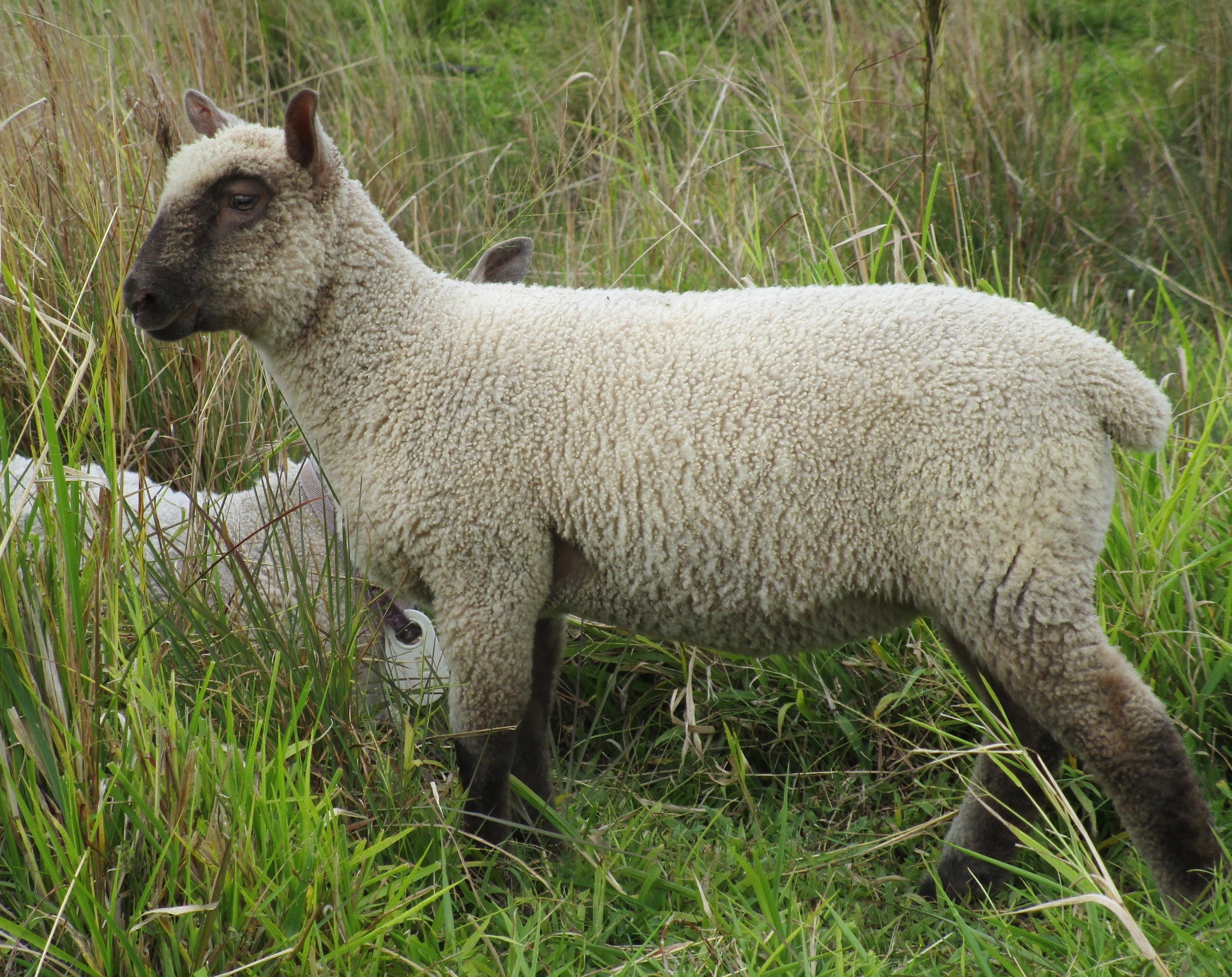 Roca Ewe#2 Roca Ewe#2