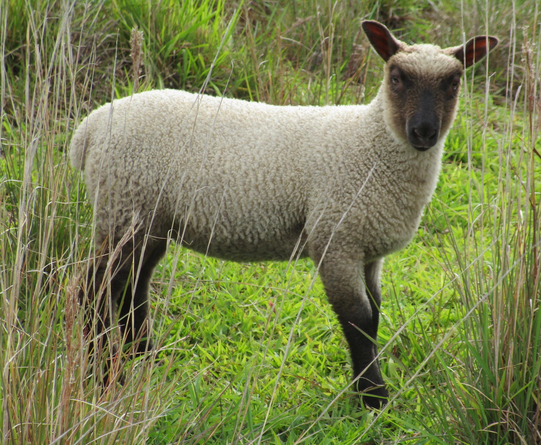 Roca Ewe#1 Roca Ewe#1