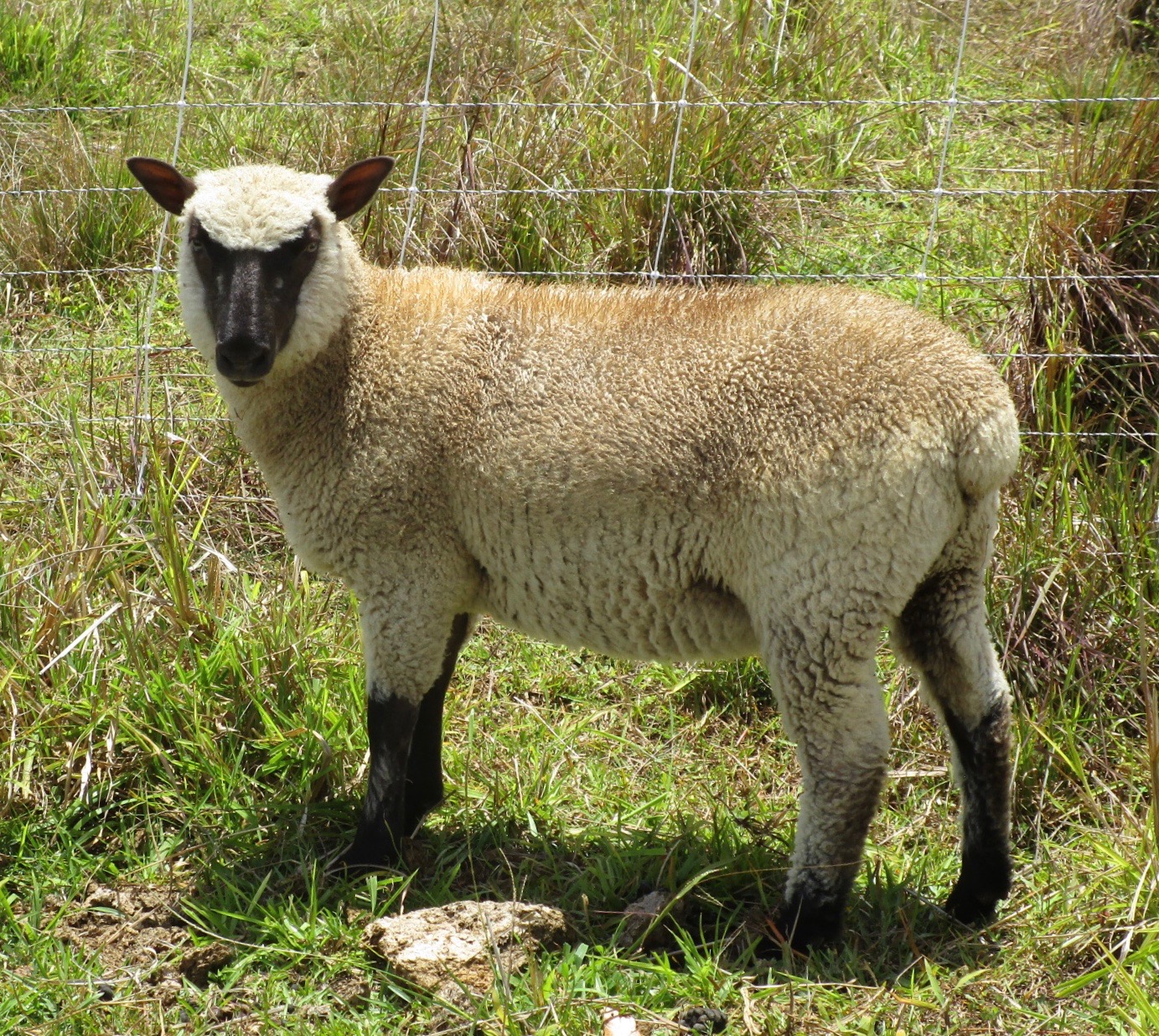 Blondie's Ewe