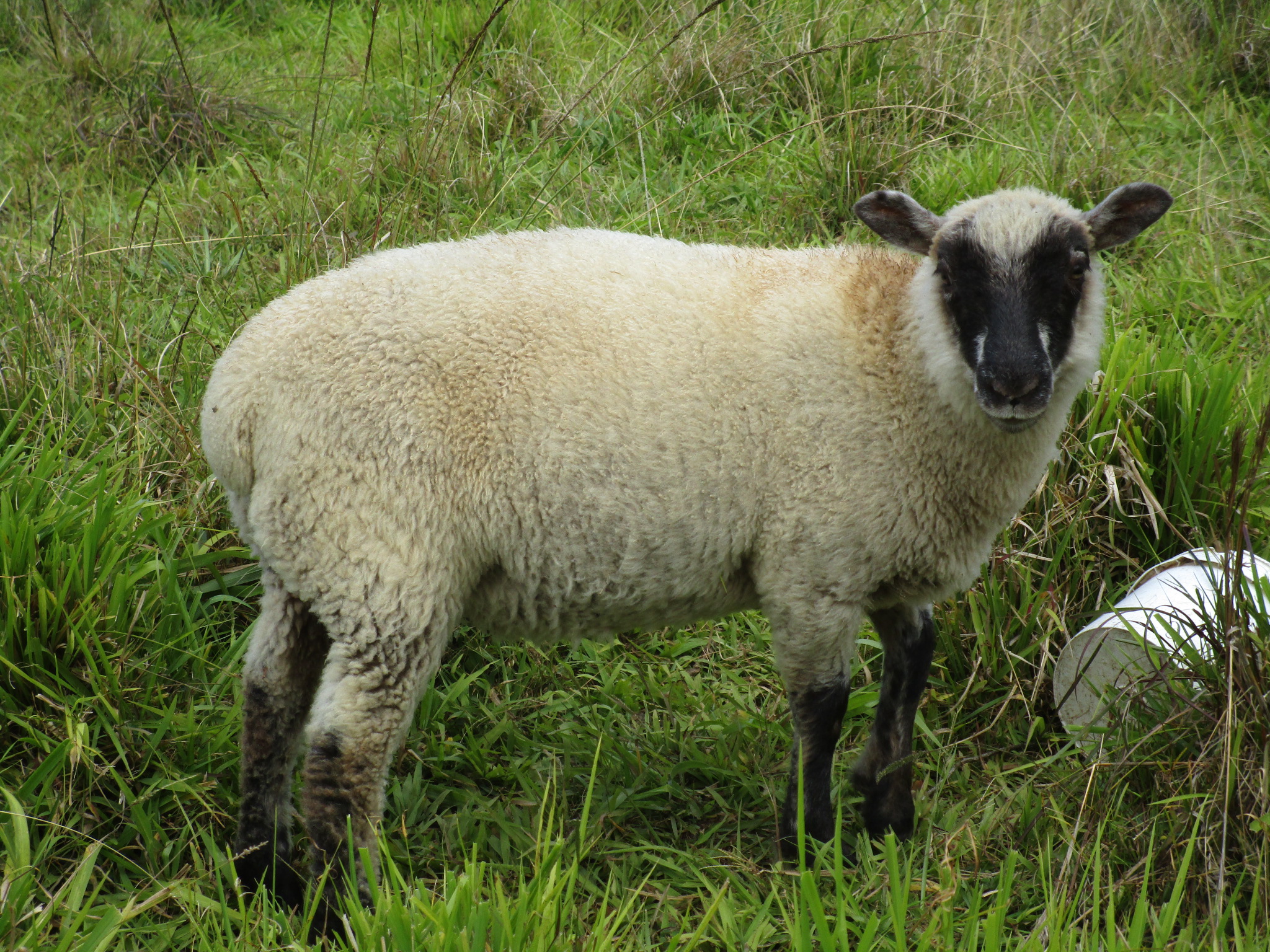 Clara's Ram#1 Clara's Ram#1