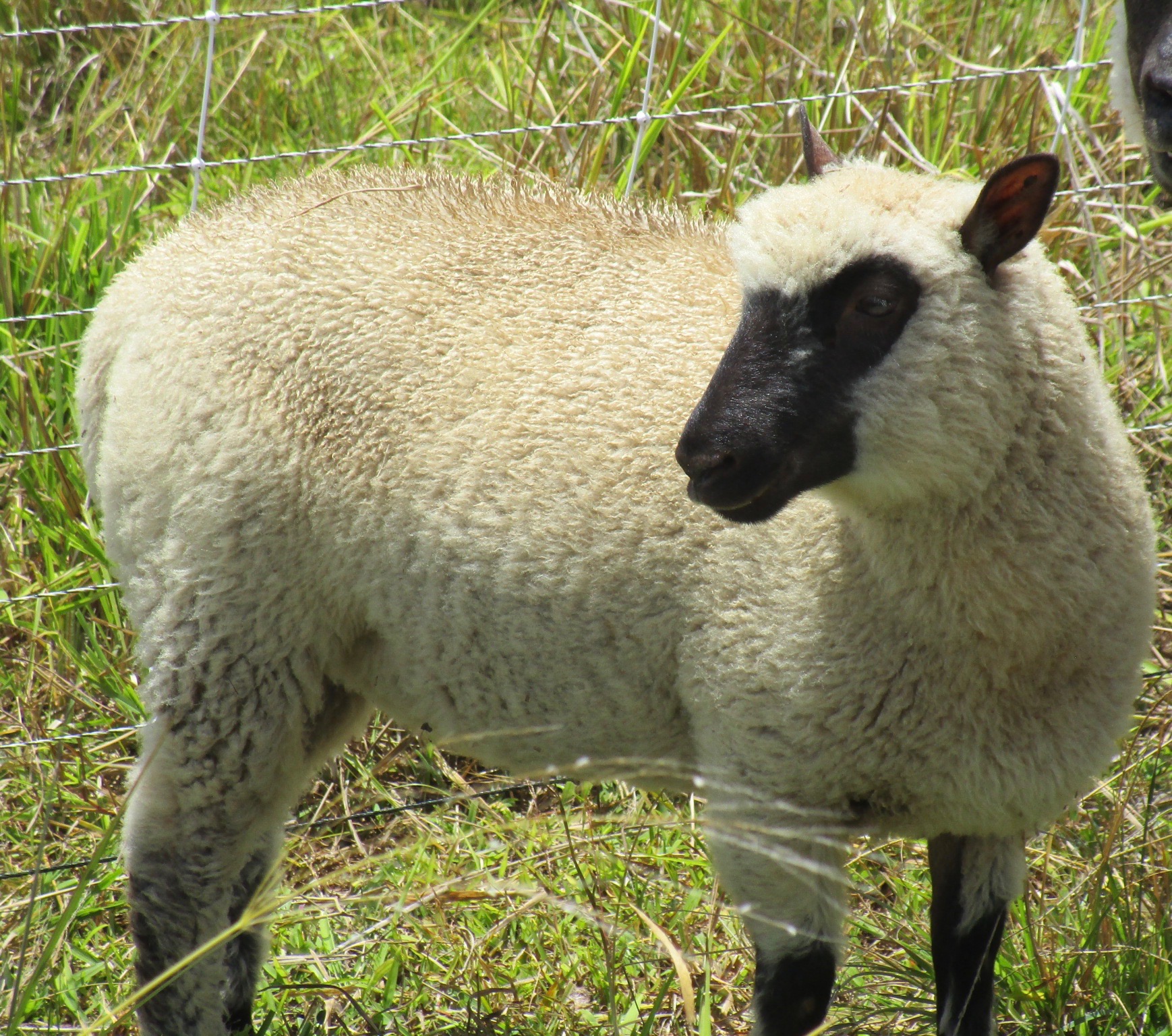 Fuchsia Ewe#2 Fuchsia Ewe#2