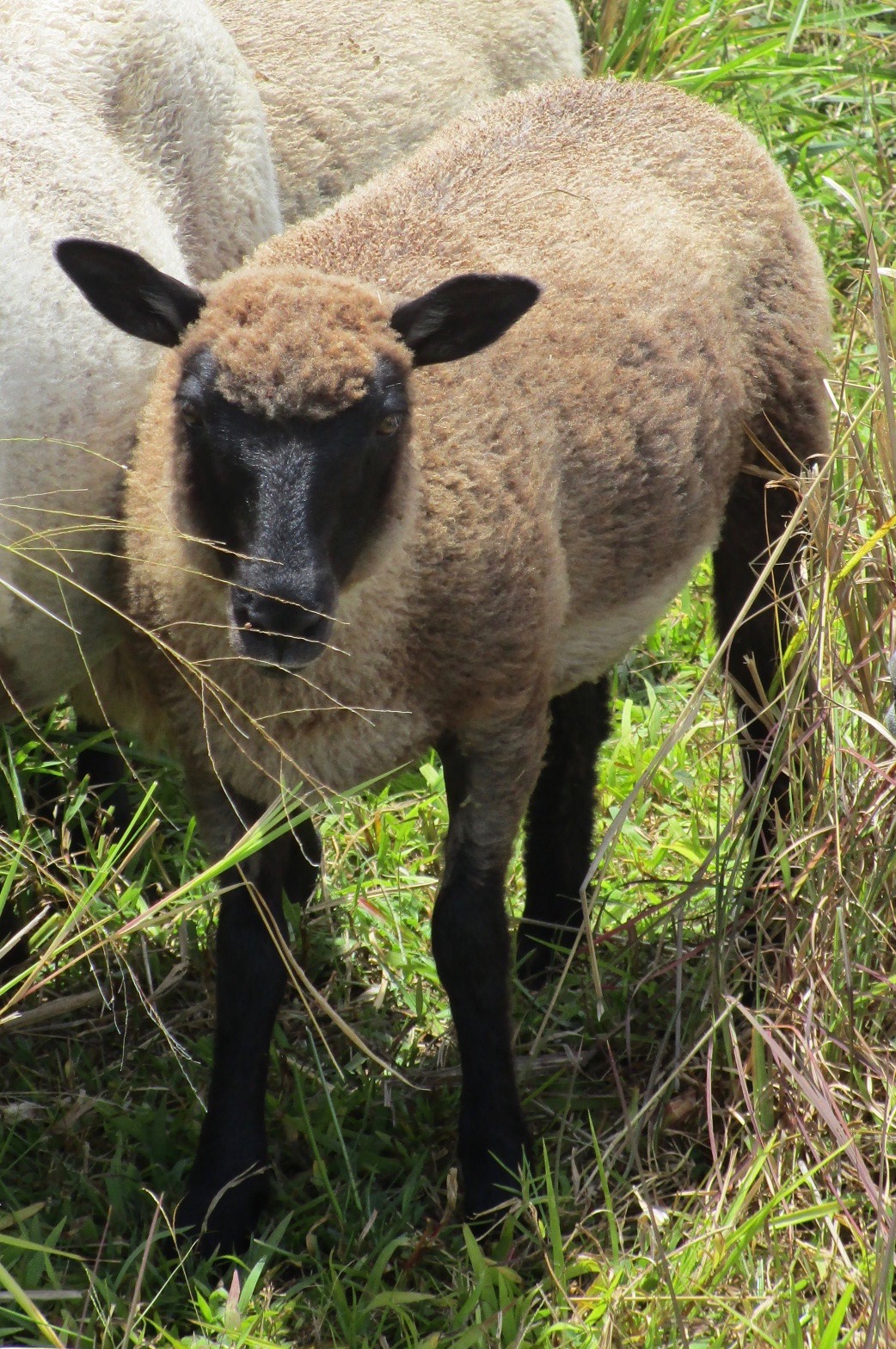 Lacy Ewe#1 Lacy Ewe#1