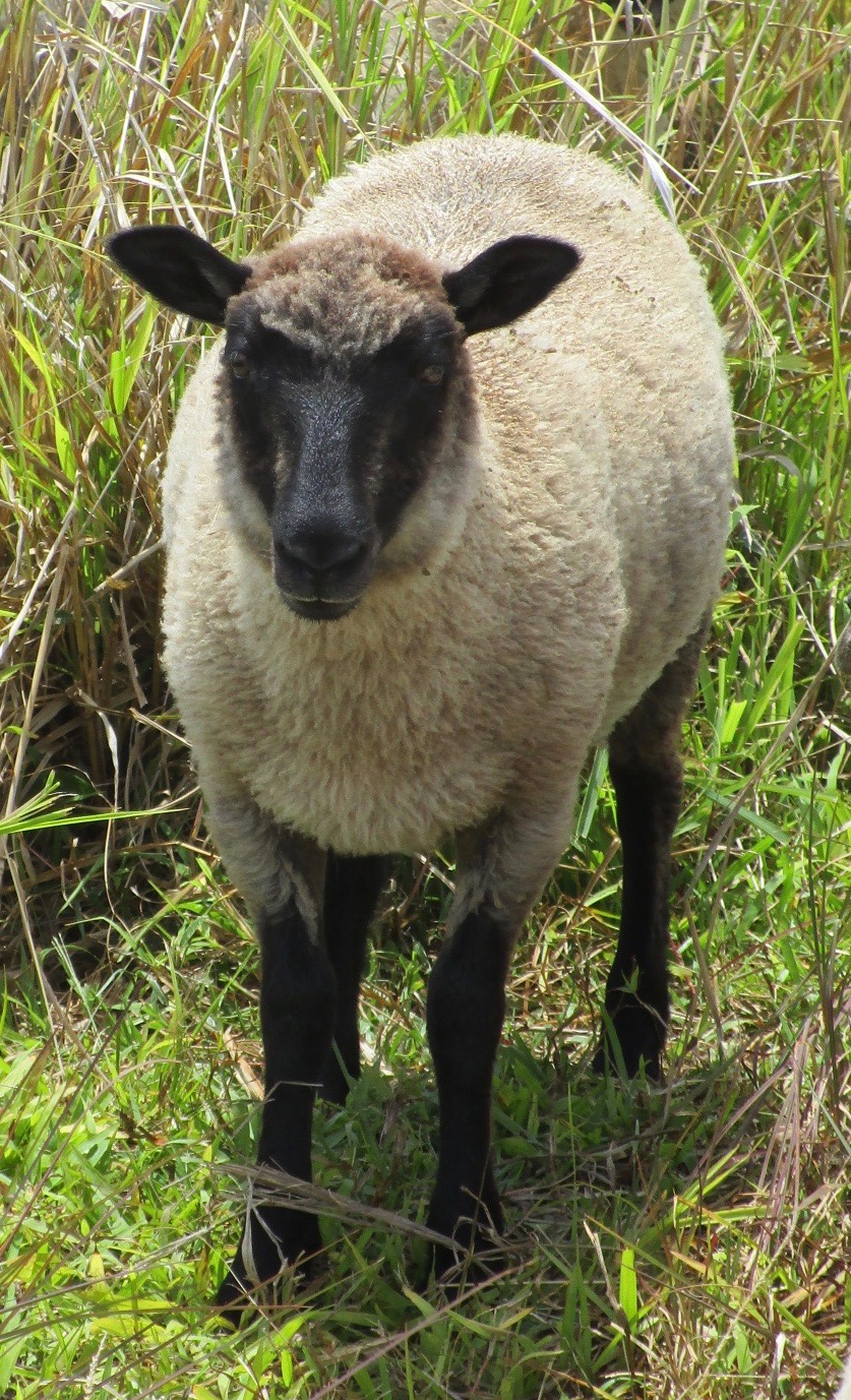 Lacy Ewe#2 Lacy Ewe#2