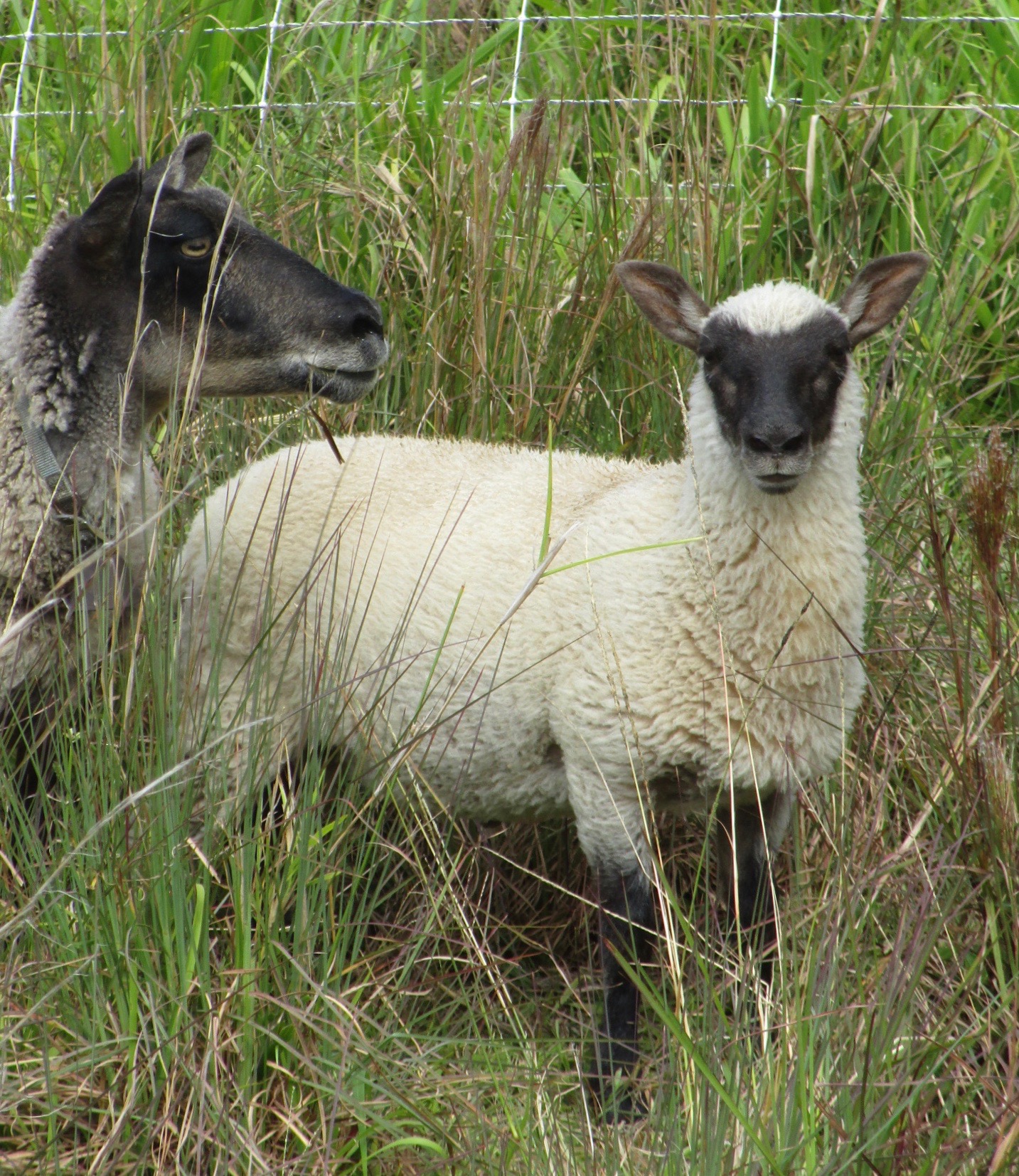 Latte Ram#2 Latte's Ram#2