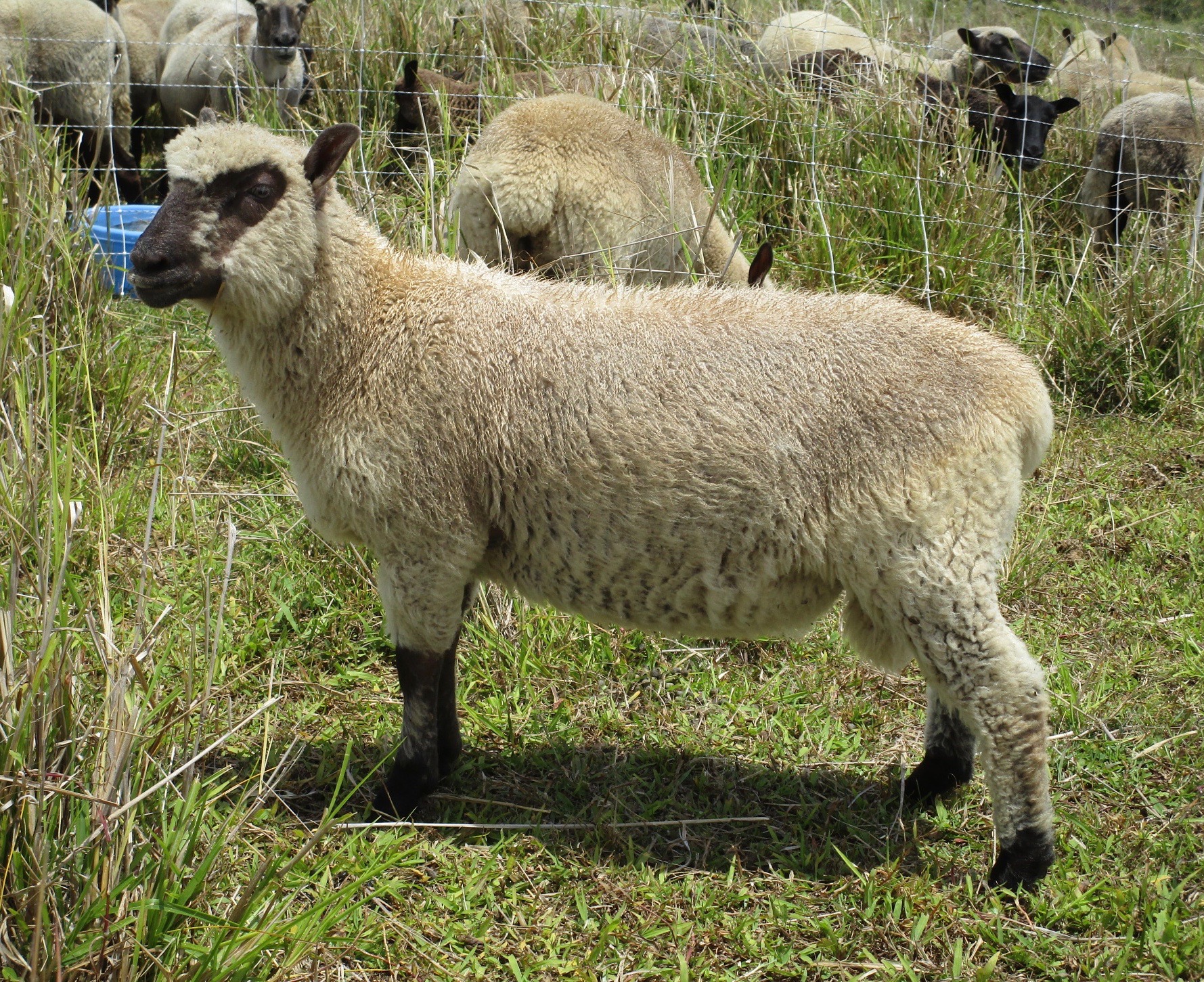 Princess Ram#1 Princess Ram#1