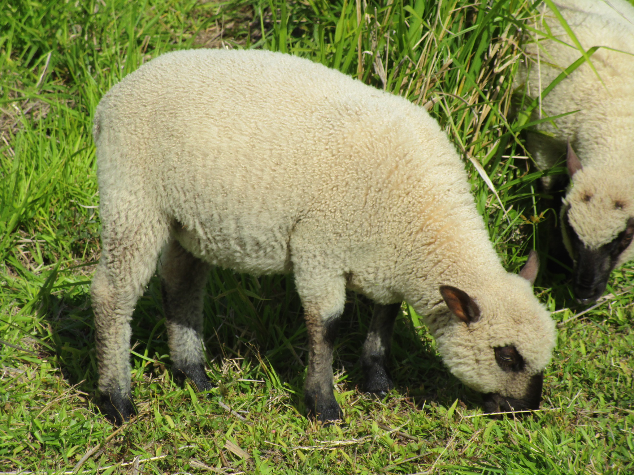 Blondie's Ewe