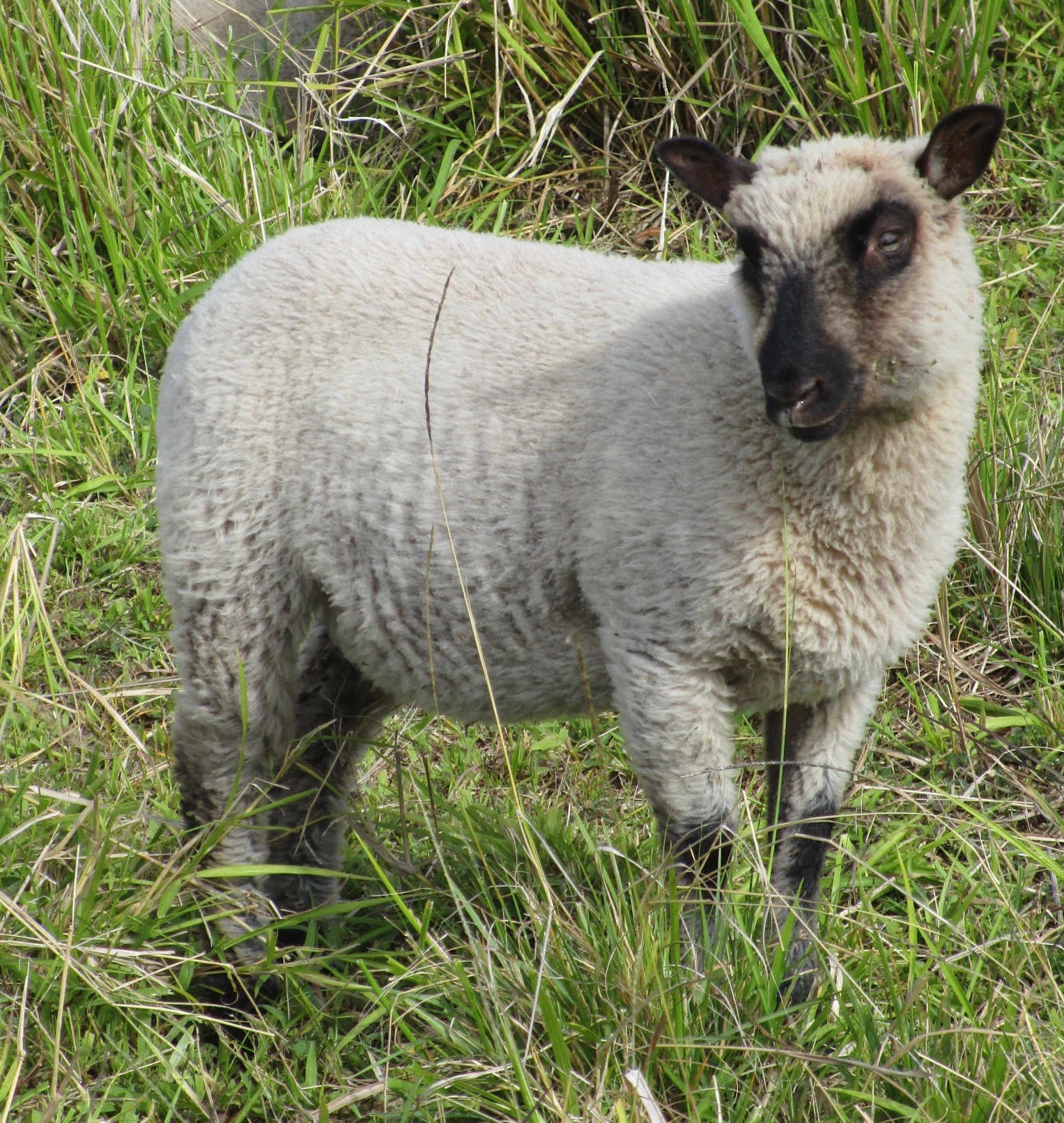 Fuchsia Ewe#1