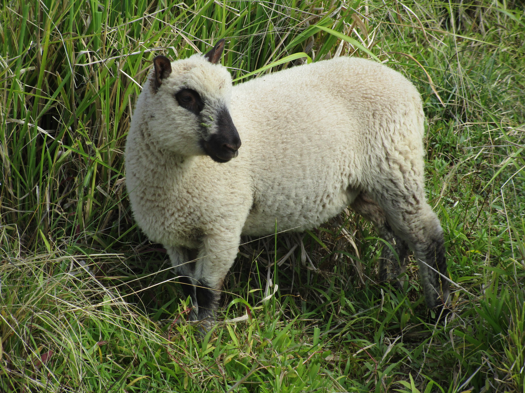 Fuchsia Ewe#2