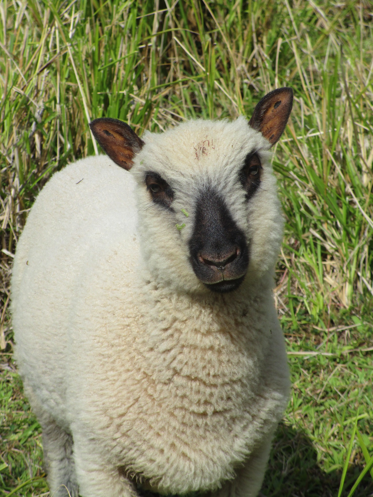 Ewe#2