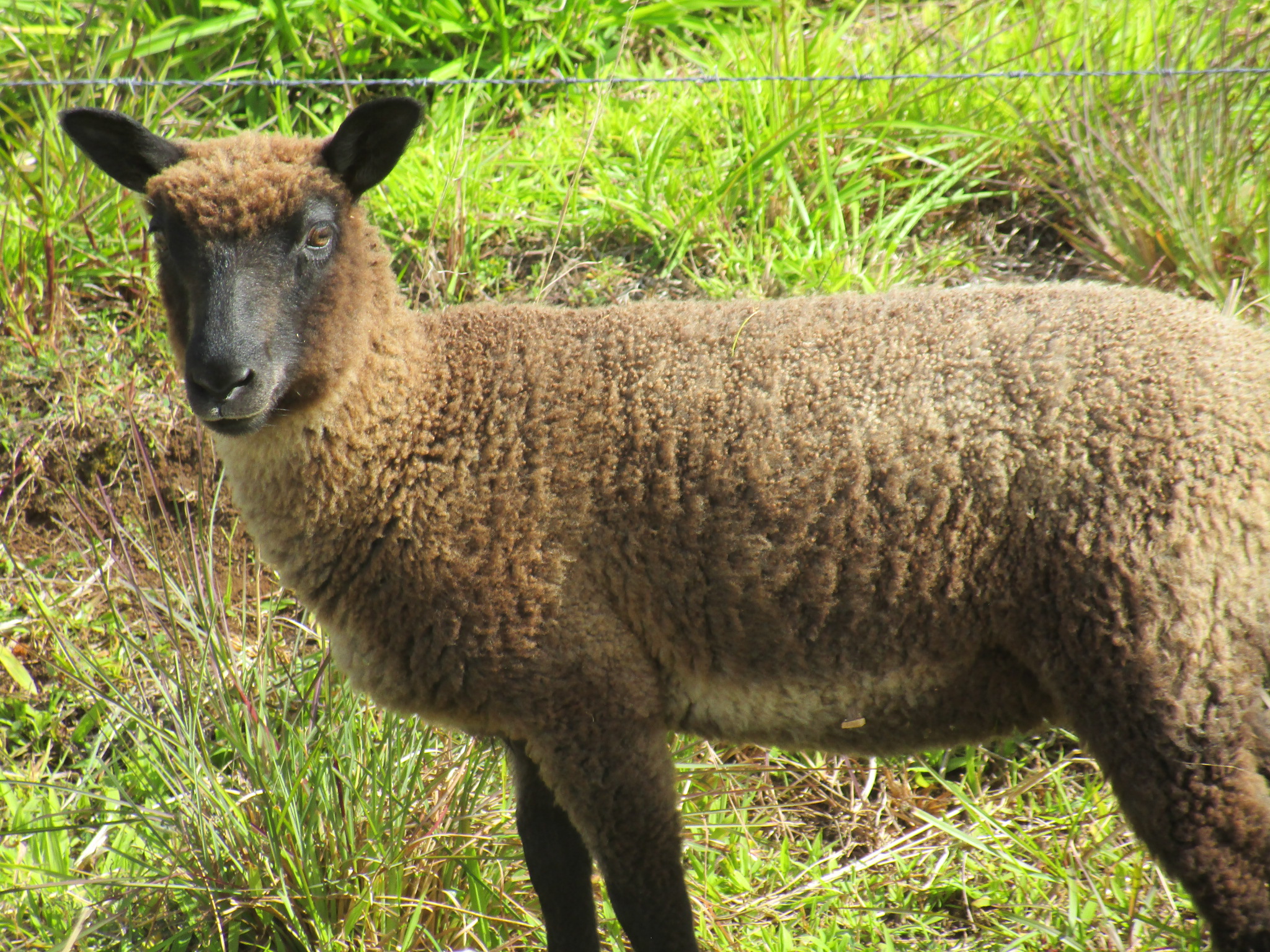 Lacy Ewe#1