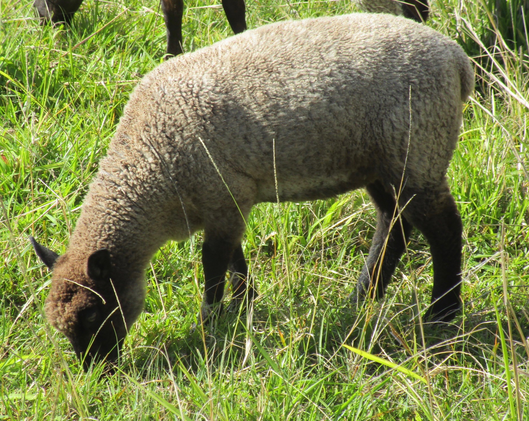 Lacy Ewe#2