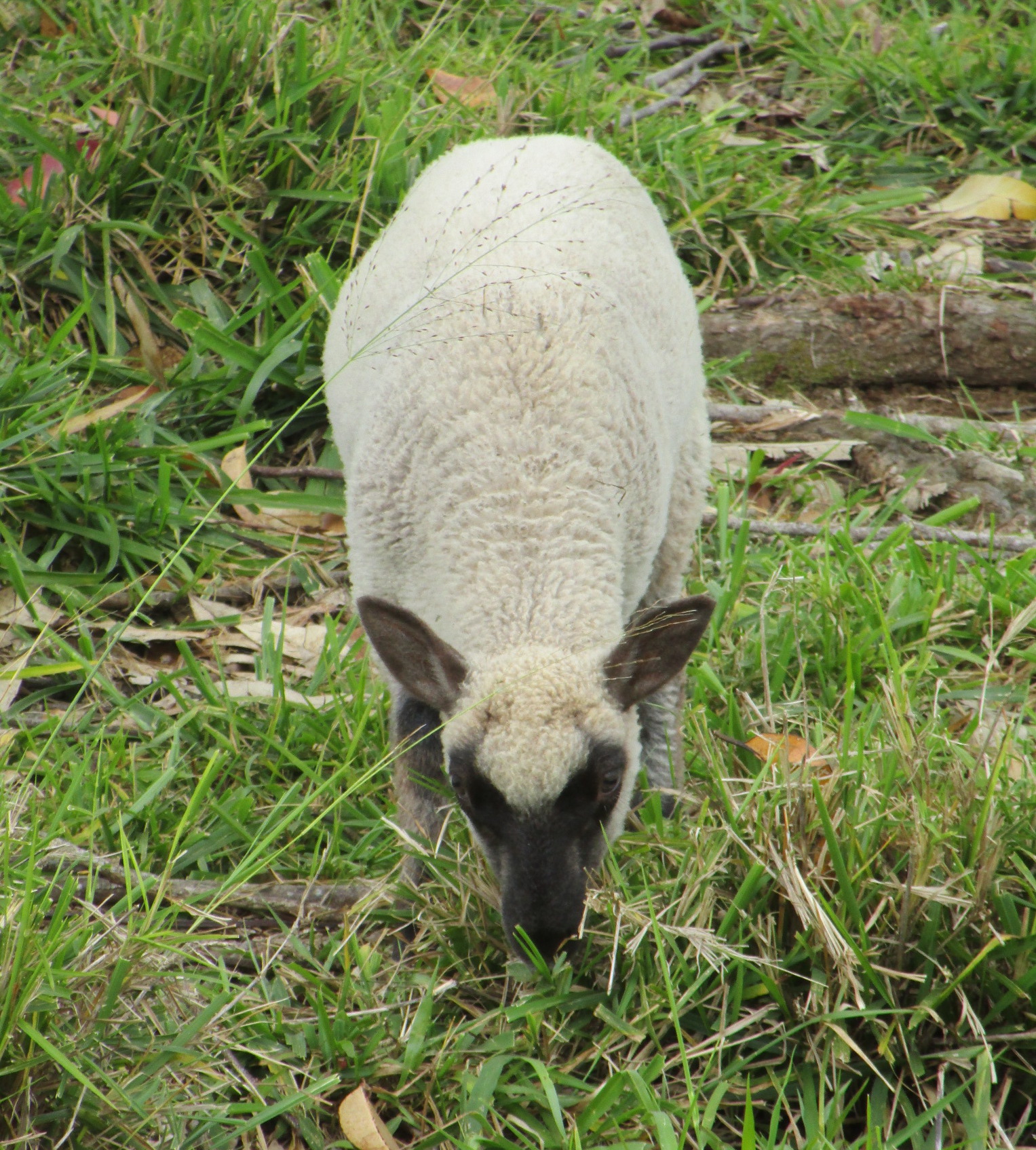 Latte's little wether lamb