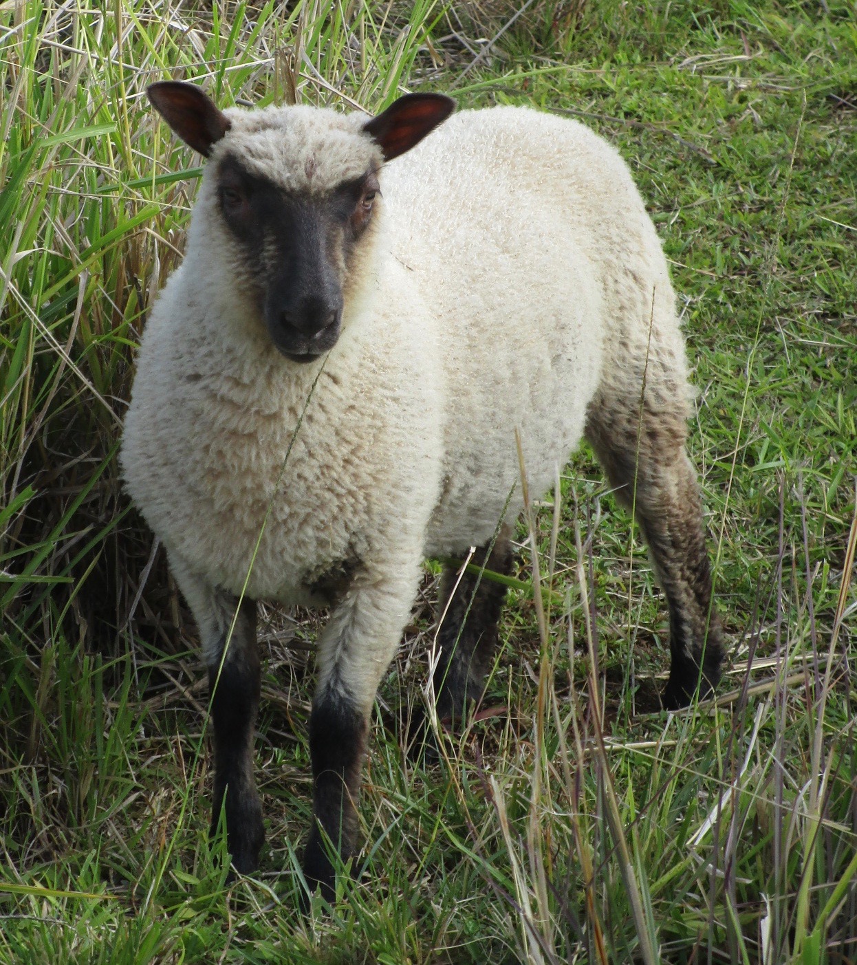 Roca's Ewe lamb#1