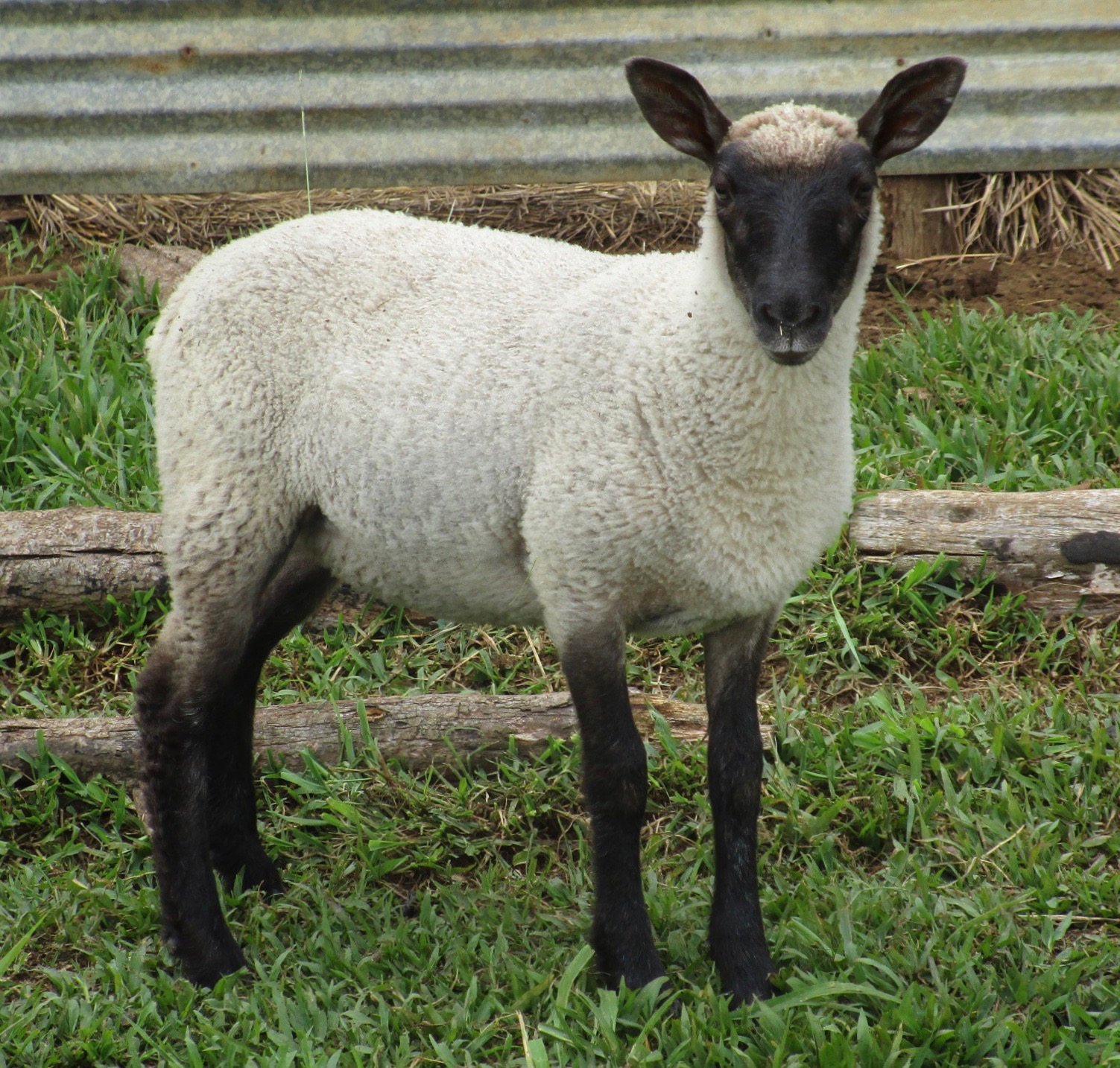 Ewe lamb