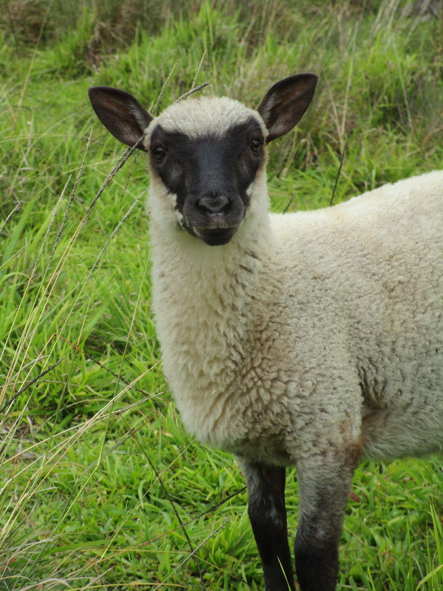 Ram lamb